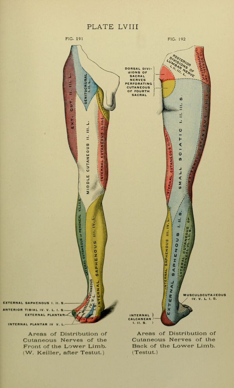 PLATE LVIII FIG. 191 FIG. 192 3-J DORSAL DIVI- ] SIONS OF !. SACRAL NERVES J PERFORATING I CUTANEOUS I. OF FOURTH I SACRAL J ■JSt £J \ i — _• !m y. EXTERNAL SAPHENOUS I. M.S. ANTERIOR TIBIAL IV V. L. I. S EXTERNAL PLANTAR- INTERNAL PLANTAR IV V. L. Areas of Distribution of Cutaneous Nerves of the Front, of the Lower Limb. <W. Keiller, after Testut.) , .'»•■ = ! °> i/i 1 ^ >'* -II D : o ;.<•*» 0 • k>» z ! Z I I w ' u / D- < ! X , <2I U) 1 a. ' J < ! KM < Z i V) 1 *» c ' UJ; -J z; < I ' zi 11 ff a MUSCULOCUTANEOUS .i 13 / IV. V. L. . s. INTERNAL | CALCANEAN I. II. S. Areas of Distribution of Cutaneous Nerves of the Back of the Lower Limb. (Testut.)