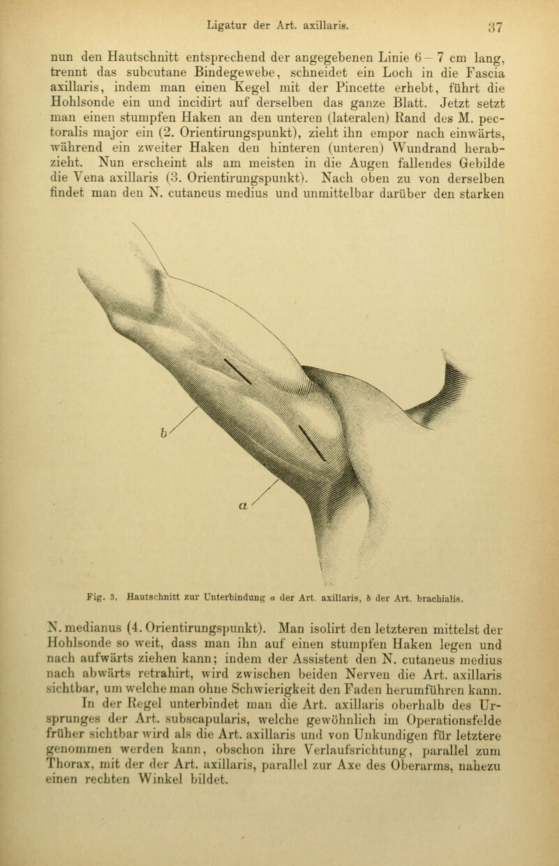 nun den Haiitschnitt entsprechend der angegebenen Linie 6 - 7 cm lang, trennt das subcutane Bindegewebe, schneidet ein Loch in die Fascia axillaris, indem man einen Kegel mit der Pincette erhebt, führt die Hohlsonde ein und incidirt auf derselben das ganze Blatt, Jetzt setzt man einen stumpfen Haken an den unteren (lateralen) Rand des M. pec- toralis major ein (2. Orientirungspunkt), zieht ihn empor nach einwärts, während ein zweiter Haken den hinteren (unteren) Wundrand herab- zieht. Nun erscheint als am meisten in die Augen fallendes Gebilde die Vena axillaris (3. Orientirungspunkt). Nach oben zu von derselben findet man den N. cutaneus medius und unmittelbar darüber den starken Fig. 3. Hautschnitt zur Unterbindung a der Art. axillaris, 6 der Art. brachialis. N. medianus (4. Orientirungspunkt). Man isolirt den letzteren mittelst der Hohlsonde so weit, dass man ihn auf einen stumpfen Haken legen und nach aufwärts ziehen kann; indem der Assistent den N. cutaneus medius nach abwärts retrahirt, wird zwischen beiden Nerven die Art. axillaris sichtbar, um welche man ohne Schwierigkeit den Faden herumführen kann. In der Regel unterbindet man die Art. axillaris oberhalb des Ur- sprunges der Art. subscapularis, welche gewöhnlich im Operationsfelde früher sichtbar wird als die Art. axillaris und von Unkundigen für letztere genommen worden kann, obschon ihre Verlaufsrichtung, parallel zum Thorax, mit der der Art, axillaris, parallel zur Axe des Oberarms, nahezu einen rechten Winkel bildet.