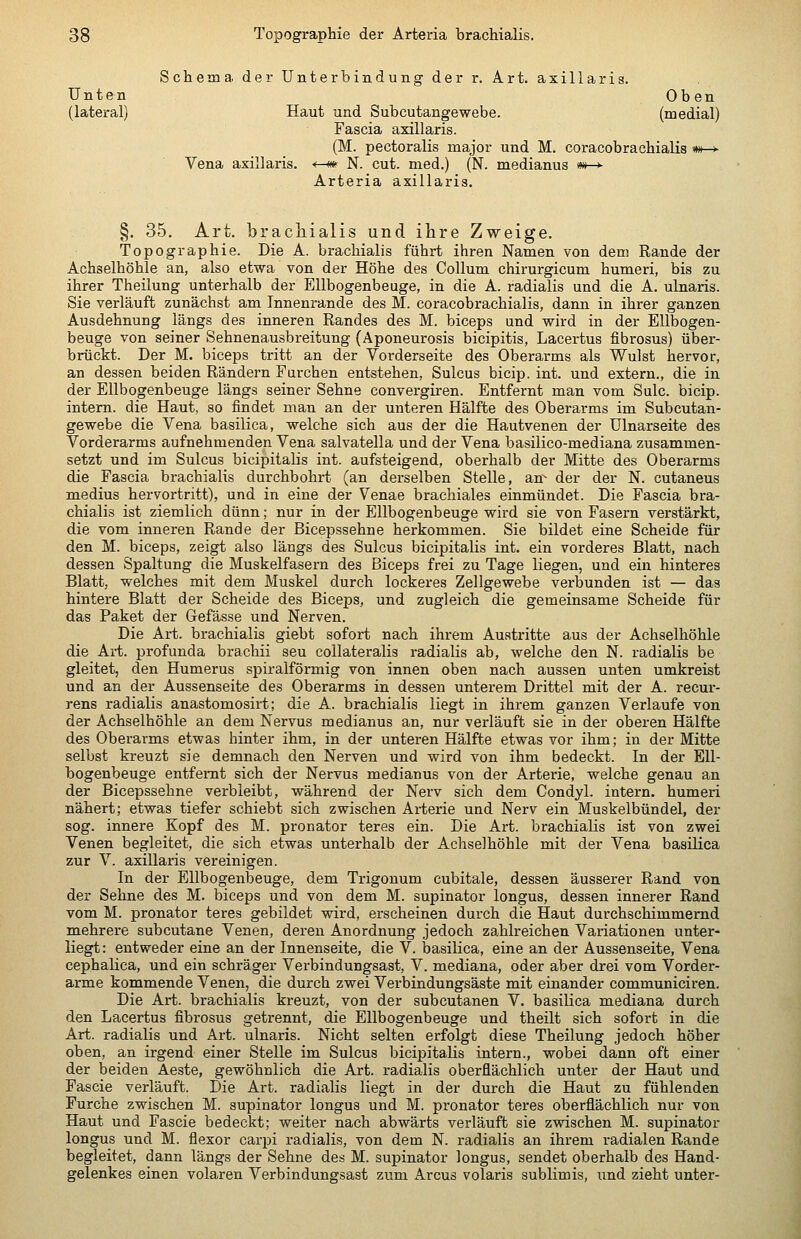 Schema der Unterbindung der r. Art. axillaris. Unten Oben (lateral) Haut und Subcutangewebe. (medial) Fascia axillaris. (M. pectoralis major und M. coracobrachialis *»—>■ Vena axillaris. *—«c N. cut. med.) (N. medianus m-* Arteria axillaris. §. 35. Art. bracliialis und ihre Zweige. Topographie. Die A. brachialis führt ihren Namen von dem Rande der Achselhöhle an, also etwa von der Höhe des Collum chirurgicum humeri, bis zu ihrer Theilung unterhalb der Ellbogenbeuge, in die A. radialis und die A. ulnaris. Sie verläuft zunächst am Innenrande des M. coracobrachialis, dann in ihrer ganzen Ausdehnung längs des inneren Randes des M. biceps und v^ird in der Ellbogen- beuge von seiner Sehnenausbreitung (Aponeurosis bicipitis, Lacertus fibrosus) über- brückt. Der M. biceps tritt an der Vorderseite des Oberarms als Wulst hervor, an dessen beiden Rändern Furchen entstehen, Sulcus bicip. int. und extern., die in der Ellbogenbeuge längs seiner Sehne convergiren. Entfernt man vom Sulc. bicip. intern, die Haut, so findet man an der unteren Hälfte des Oberarms im Subcutan- gev/ebe die Vena basilica, welche sich aus der die Hautvenen der Ulnarseite des Vorderarms aufnehmenden Vena salvatella und der Vena basilico-mediana zusammen- setzt und im Sulcus bicipitalis int. aufsteigend, oberhalb der Mitte des Oberarms die Fascia brachialis durchbohrt (an derselben Stelle, an^ der der N. cutaneus medius hervortritt), und in eine der Venae brachiales einmündet. Die Fascia bra- chialis ist ziemlich dünn; nur in der Ellbogenbeuge wird sie von Fasern verstärkt, die vom inneren Rande der Bicepssehne herkommen. Sie bildet eine Scheide für den M. biceps, zeigt also längs des Sulcus bicipitalis int. ein vorderes Blatt, nach dessen Spaltung die Muskelfasei-n des Biceps frei zu Tage liegen, und ein hinteres Blatt, welches mit dem Muskel durch lockeres Zellgewebe verbunden ist — das hintere Blatt der Scheide des Biceps, und zugleich die gemeinsame Scheide für das Paket der Gefässe und Nerven. Die Art. brachialis giebt sofort nach ihrem Austritte aus der Achselhöhle die Art. profunda brachii seu collateralis radialis ab, welche den N. radialis be gleitet, den Humerus spiralförmig von innen oben nach aussen unten umkreist und an der Aussenseite des Oberarms in dessen unterem Drittel mit der A. recur- rens radialis anastomosirt; die A. brachialis liegt in ihrem ganzen Verlaufe von der Achselhöhle an dem Nervus medianus an, nur verläuft sie in der oberen Hälfte des Oberarms etwas hinter ihm, in der unteren Hälfte etwas vor ihm; in der Mitte selbst kreuzt sie demnach den Nerven und wird von ihm bedeckt. In der Ell- bogenbeuge entfernt sich der Nervus medianus von der Arterie, welche genau an der Bicepssehne verbleibt, während der Nerv sich dem Condyl. intern, humeri nähert; etwas tiefer schiebt sich zwischen Arterie und Nerv ein Muskelbündel, der sog. innere Kopf des M. pronator teres ein. Die Art. brachialis ist von zwei Venen begleitet, die sich etwas unterhalb der Achselhöhle mit der Vena basilica zur V. axillaris vereinigen. In der Ellbogenbeuge, dem Trigonum cubitale, dessen äusserer Rand von der Sehne des M. biceps und von dem M. supinator longus, dessen innerer Rand vom M. Pronator teres gebildet wird, erscheinen durch die Haut durchschimmernd mehrere subcutane Venen, deren Anordnung jedoch zahlreichen Variationen unter- liegt: entweder eine an der Innenseite, die V. basilica, eine an der Aussenseite, Vena cephalica, und ein schräger Verbindungsast, V. mediana, oder aber drei vom Vorder- arme kommende Venen, die durch zwei Verbindungsäste mit einander communiciren. Die Art. brachialis kreuzt, von der subcutanen V. basilica mediana durch den Lacertus fibrosus getrennt, die Ellbogenbeuge und theilt sich sofort in die Art. radialis und Art. ulnaris. Nicht selten erfolgt diese Theilung jedoch höher oben, an irgend einer Stelle im Sulcus bicipitalis intern., wobei dann oft einer der beiden Aeste, gewöhnlich die Art. radialis oberflächlich unter der Haut und Fascie verläuft. Die Art. radialis liegt in der durch die Haut zu fühlenden Furche zwischen M. supinator longus und M. pronator teres oberflächlich nur von Haut und Fascie bedeckt; weiter nach abwärts verläuft sie zwischen M. supinator longus und M. flexor carpi radialis, von dem N. radialis an ihrem radialen Rande begleitet, dann längs der Sehne des M. supinator longus, sendet oberhalb des Hand- gelenkes einen volaren Verbindungsast zum Arcus volaris sublimis, xmd zieht unter-