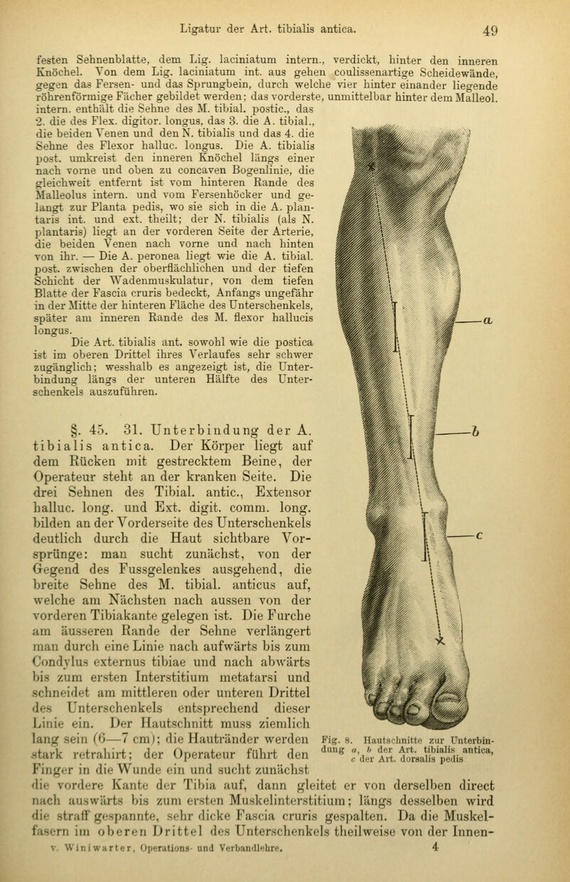 festen Sehnenblatte, dem Lig. laciniatum intern., verdickt, hinter den inneren Knöchel. Von dem Lig. laciniatum int. aus gehen coulissenartige Scheidewände, gegen das Fersen- und das Sprungbein, durch welche vier hinter einander liegende röhrenförmige Fächer gebildet werden; das vorderste, unmittelbar hinter demMalleol. intern, enthält die Sehne des M. tibial. postic, das 2. die des Flex. digitor. longus, das 3. die A. tibial., die beiden Venen und den N. tibialis und das 4. die Sehne des Flexor halluc. longus. Die A. tibialis post. umkreist den inneren Knöchel längs einer nach vorne und oben zu concaven Bogenlinie, die gleichweit entfernt ist vom hinteren Rande des Malleolus intern, und vom Fersenhöcker und ge- langt zur Planta pedis, wo sie sich in die A. plan- taris int. und ext. theilt; der N. tibialis (als N. plantaris) liegt an der vorderen Seite der Arterie, die beiden Venen nach vorne und nach hinten von ihr. — Die A. peronea liegt wie die A. tibial. post. zwischen der oberflächlichen und der tiefen Schicht der Wadenmuskulatur, von dem tiefen Blatte der Fascia cruris bedeckt, Anfangs ungefähr in der Mitte der hinteren Fläche des Unterschenkels, später am inneren Rande des M. flexor hallucis longus. Die Art. tibialis ant. sowohl wie die postica ist im oberen Drittel ihres Verlaufes sehr schwer zugänglich; wesshalb es angezeigt ist, die Unter- bindung längs der unteren Hälfte des Unter- schenkels auszuführen. §. 4.5. 31. Unterbindung der A. tibialis antica. Der Körper liegt auf dem Rücken mit gestrecktem Beine, der Operateur steht an der kranken Seite. Die drei Sehnen des Tibial. antic, Extensor halluc. long, und Ext. digit. comm. long, bilden an der Vorderseite des Unterschenkels deutlich durch die Haut sichtbare Vor- sprünge: man sucht zunächst, von der Gegend des Fussgelenkes ausgehend, die breite Sehne des M. tibial. anticus auf, welche am Nächsten nach aussen von der vorderen Tibiakante gelegen ist. Die Furche am äusseren Rande der Sehne verlängert man durch eine Linie nach aufwärts bis zum Condylus externus tibiae und nach abwärts bis zum ersten Interstitium metatarsi und .schneidet am mittleren oder unteren Drittel des Unterschenkels entsprechend dieser Linie ein. Der Hautschnitt muss ziemlich lang sein (6—7 cm); die Hautränder werden .stark retrahirt; der Operateur fühi't den Finger in die Wunde ein und sucht zunächst die vordere Kante der Tibia auf, dann gleitet er von derselben direct nach auswärts bis zum ersten Muskelinterstitium; längs desselben wird die straff gespannte, sehr dicke Fascia cruris gespalten. Da die Muskel- fasern im oberen Drittel des Unterschenkels theilweise von der Innen- V. Winiwarter, Operations- und Verbandlehre. 4 Fig. 8. Hautscihnitte zur Unterbin- dung a, h der Art. tibialis antica, c der Art. dorsalis pedis