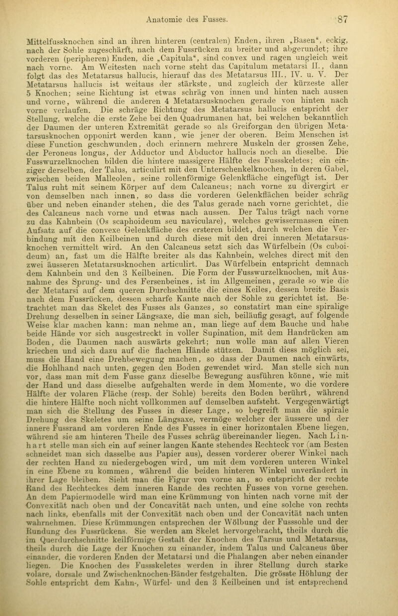 Mittelfussknoclien sind an ihren hinteren (centralen) Enden, ihren ,Basen, eckig, nach der Sohle zugeschärft, nach dem Fussrücken zu breiter und abgerundet; ihre vorderen (peripheren) Enden, die ^Capitula, sind convex und ragen ungleich weit nach vorne. Am Weitesten nach vorne steht das Capitulum metatarsi II., dann folgt das des Metatarsus hallucis, hierauf das des Metatarsus III., IV. u. V. Der Metatarsus hallucis ist weitaus der stärkste, und zugleich der kürzeste aller 5 Knochen; seine Richtung ist etwas schräg von innen und hinten nach aussen und vorne, während die anderen 4 Metatarsusknochen gerade von hinten nach vorne verlaufen. Die schräge Richtung des Metatarsus hallucis entspricht der Stellung, welche die erste Zehe bei den Quadrumanen hat, bei welchen bekanntlich der Daumen der unteren Extremität gerade so als Greiforgan den übrigen Meta- tarsusknochen opponirt werden kann , wie jener der oberen. Beim Menschen ist diese Function geschwunden, doch erinnern mehrere Muskeln der grossen Zehe, der Peroneus longus, der Adductor und Abductor hallucis noch an dieselbe. Die Fusswurzelknochen bilden die hintere massigere Hälfte des Fussskeletes; ein ein- ziger derselben, der Talus, articulirt mit den Unterschenkelknochen, in deren Gabel, zwischen beiden Malleolen, seine roUenförmige Gelenkfläche eingefügt ist. Der Talus ruht mit seinem Körper auf dem Calcaneus; nach vorne zu divergirt er von demselben nach innen, so dass die vorderen Gelenkflächen beider schräg über und neben einander stehen, die des Talus gerade nach vorne gerichtet, die des Calcaneus nach vorne und etwas nach aussen. Der Talus trägt nach vorne zu das Kahnbein (Os scaphoideum seu naviculare), welches gewissermassen einen Aufsatz auf die convexe Gelenkfläche des ersteren bildet, durch welchen die Ver- bindung mit den Keilbeinen und durch diese mit den drei inneren Metatarsus- knochen vermittelt wird. An den Calcaneus setzt sich das Würfelbein (Os cuboi- deum) an, fast um die Hälfte breiter als das Kahnbein, welches direct mit den zwei äusseren Metatarsusknochen articulirt. Das Würfelbein entspricht demnach dem Kahnbein und den 3 Keilbeinen. Die Form der Fusswurzelknochen, mit Aus- nahme des Sprung- und des Fersenbeines, ist im Allgemeinen, gerade so wie die der Metatarsi auf dem queren Durchschnitte die eines Keiles, dessen breite Basis nach dem Fussrücken, dessen scharfe Kante nach der Sohle zu gerichtet ist. Be- trachtet man das Skelet des Fusses als Ganzes, so constatirt man eine spiralige Drehung desselben in seiner Längsaxe, die man sich, beiläufig gesagt, auf folgende Weise klar machen kann: man nehme an, man liege auf dem Bauche und habe beide Hände vor sich ausgestreckt in voller Supination, mit dem Handrücken am Boden, die Daumen nach auswärts gekehrt; nun wolle man auf allen Vieren kriechen und sich dazu auf die flachen Hände stützen. Damit diess möglich sei, muss die Hand eine Drehbewegung machen, so dass der Daumen nach einwärts, die Hohlhand nach unten, gegen den Boden gewendet wird. Man stelle sich nun vor, dass man mit dem Fusse ganz dieselbe Bewegung ausführen könne, wie mit der Hand und dass dieselbe aufgehalten werde in dem Momente, wo die vordere Hälfte der volaren Fläche (resp. der Sohle) bereits den Boden berührt, während die hintere Hälfte noch nicht vollkommen auf demselben aufsteht. Vergegenwärtigt man sich die Stellung des Fusses in dieser Lage, so begreift man die spirale Drehung des Skeletes um seine Längsaxe, vermöge welcher der äussere und der innere Fussrand am vorderen Ende des Fusses in einer horizontalen Ebene liegen, während sie am hinteren Theile des Fusses schräg übereinander liegen. Nach Lin- hart stelle man sich ein auf seiner langen Kante stehendes Rechteck vor (am Besten schneidet man sich dasselbe aus Papier aus), dessen vorderer oberer Winkel nach der rechten Hand zu niedergebogen wird, um mit dem vorderen unteren Winkel in eine Ebene zu kommen, während die beiden hinteren Winkel unverändert in ihrer Lage bleiben. Sieht man die Figur von vorne an, so entspricht der rechte Rand des Rechteckes dem inneren Rande des rechten Fusses von vorne gesehen. An dem Papiei-modelle wird man eine Krümmung von hinten nach vorne mit der Convexität nach oben und der Concavität nach unten, und eine solche von rechts nach links, ebenfalls mit der Convexität nach oben und der Concavität nach unten wahrnehmen. Diese Krümmungen entsprechen der Wölbung der Fusssohle und der Rundung des Fussrückens. Sie werden am Skelet hervorgebracht, theils durch die im Querdurchschnitte keilförmige Gestalt der Knochen des Tarsus und Metatarsus, theils durch die Lage der Knochen zu einander, indem Talus und Calcaneus über einander, die vorderen Enden der Metatarsi und die Phalangen aber neben einander liegen. Die Knochen des Fussskeletes werden in ihrer Stellung durch starke volare, dorsale und Zwischenknochen-Bänder festgehalten. Die grösste Höhlung der .Sohl«; entsimcht dem Kahn-, Würfel- und den d Keilbeinen und ist entsprechend