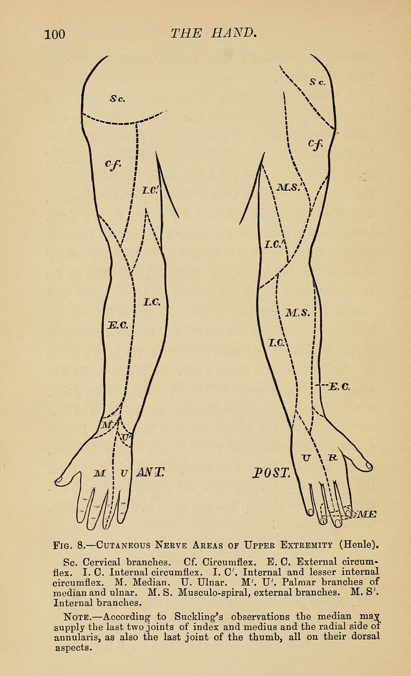 20 ST. >'ME Fig. 8.—Cutaneous Nerve Areas or Upper Extremity (Henle). Sc. Cervical branches. Cf. Circumflex. E. C. External circum- flex. I. C. Internal circumflex. I. C Internal and lesser internal circumflex. M. Median. U. Ulnar. M'. U'. Palmar branches of median and ulnar. M. S. Musculo-spiral, external branches. M.S'. Internal branches. Note.—According to Suckling's observations the median may supply the last two joints of index and medius and the radial side of annularis, as also the last joint of the thumb, all on their dorsal aspects.