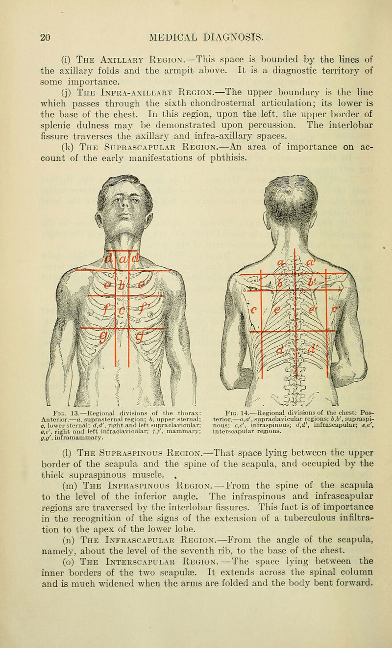 fi) The Axillary Regiox.—This space is bounded by the lines of the axillary folds and the armpit above. It is a diagnostic territory of some importance. (j) The Infra-axillary Region.—The upper boundary is the line which passes through the sixth chondrosternal articulation; its lower is the base of the chest. In this region, upon the left, the upper border of splenic dulness may be demonstrated upon percussion. The interlobar fissure traverses the axillary and infra-axillary spaces. (k) The Suprascapular Region.—An area of importance on ac- count of the early manifestations of phthisis. Fig. 13.—Regional divisions of the thorax: Fig. 14.—Regional divisions of the chest: Pos- Anterior.—a, suprasternal region; 6, upper sternal; terior.—a,a\ .supraclavicular regions; 6,6', supraspi- c, lower sternal; d,d', right and left supraclavicular; nous; c,c', infraspinous; d,d', infrascapular; e.e', e,e', right and left infraclavicular; /,/', mammarj- interscapular regions. ff.fl'i inframammary. (1) The Supraspinous Region.—That space lying between the upper border of the scapula and the spine of the scapula, and occupied by the thick supraspinous muscle. , (m) The Infraspinous Region. — From the spine of the scapula to the level of the inferior angle. The infraspinous and infrascapular regions are traversed by the interlobar fissures. This fact is of importance in the recognition of the signs of the extension of a tuberculous infiltra- tion to the apex of the lower lobe. (n) The Infrascapular Region.—From the angle of the scapula, namely, about the level of the seventh rib, to the base of the chest. (o) The Interscapular Region.—The space lying between the inner borders of the two scapulae. It extends across the spinal column and is much widened when the arms are folded and the body bent forward.