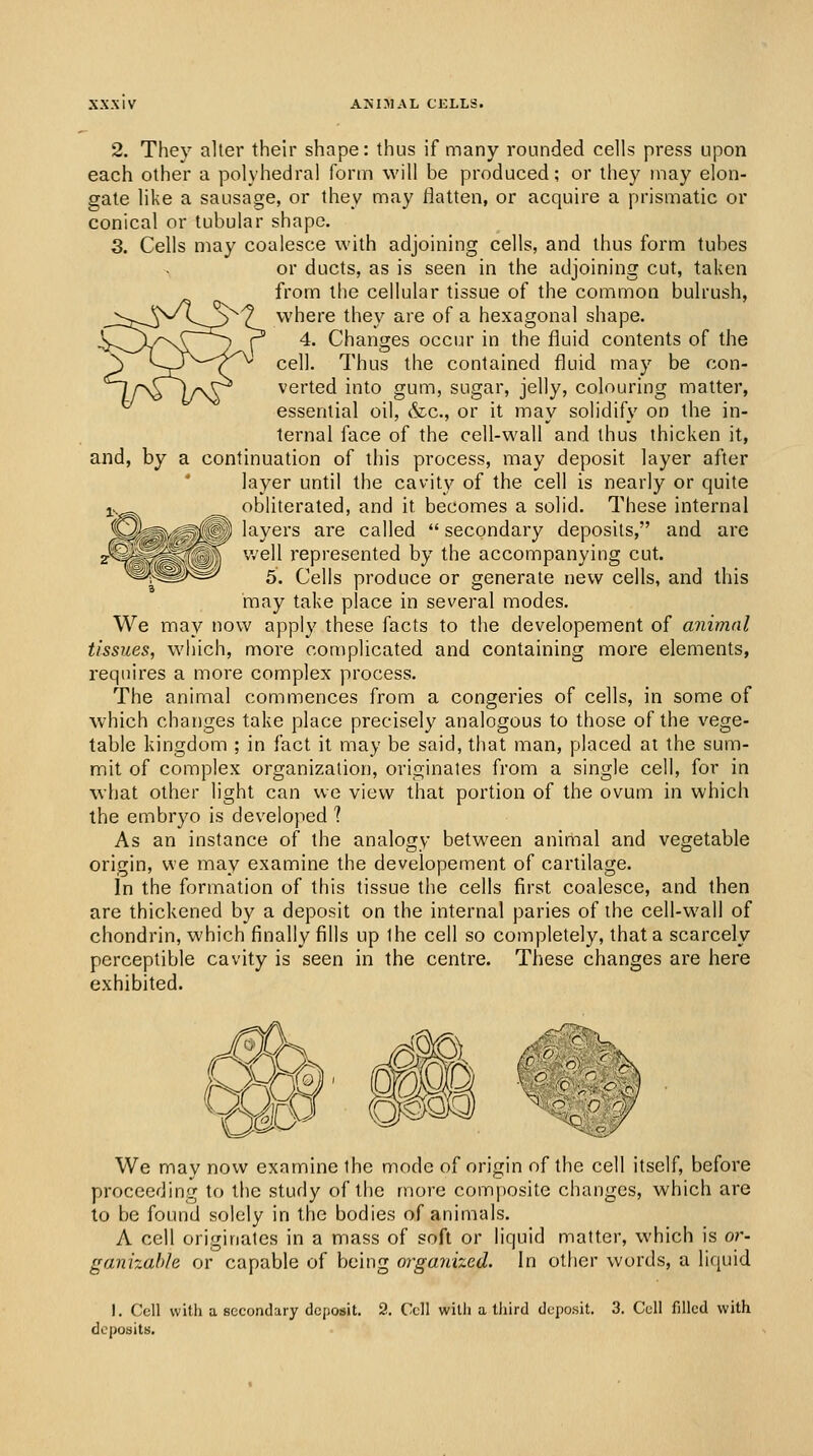 AMIMAL CELLS. 2. They alter their shape: thus if many rounded cells press upon each other a polyhedral form will be produced; or they may elon- gate like a sausage, or they may flatten, or acquire a prismatic or conical or tubular shape. 3. Cells may coalesce with adjoining cells, and thus form tubes or ducts, as is seen in the adjoining cut, taken from the cellular tissue of the common bulrush, where they are of a hexagonal shape. 4. Changes occur in the fluid contents of the cell. Thus the contained fluid may be con- verted into gum, sugar, jelly, colouring matter, essential oil, &c., or it may solidify on the in- ternal face of the cell-wall and thus thicken it, and, by a continuation of this process, may deposit layer after layer until the cavity of the cell is nearly or quite obliterated, and it becomes a solid. These internal layers are called  secondary deposits, and are well represented by the accompanying cut. 5. Cells produce or generate new cells, and this may take place in several modes. We may now apply these facts to the developement of animal tissues, which, more complicated and containing more elements, requires a more complex process. The animal commences from a congeries of cells, in some of which changes take place precisely analogous to those of the vege- table kingdom ; in fact it may be said, that man, placed at the sum- mit of complex organization, originates from a single cell, for in what other light can we view that portion of the ovum in which the embryo is developed 1 As an instance of the analogy between animal and vegetable origin, we may examine the developement of cartilage. in the formation of this tissue the cells first coalesce, and then are thickened by a deposit on the internal paries of the cell-wall of chondrin, which finally fills up the cell so completely, that a scarcely perceptible cavity is seen in the centre. These changes are here exhibited. We may now examine the mode of origin of the cell itself, before proceeding to the study of the more composite changes, which are to be found solely in tlie bodies of animals. A cell originates in a mass of soft or liquid matter, which is or- ganizable or capable of being organized. In other words, a liquid I. Cell vvitli a secondary deposit. 9. Cell witli a lliird deposit. 3. Cell filled with deposits.