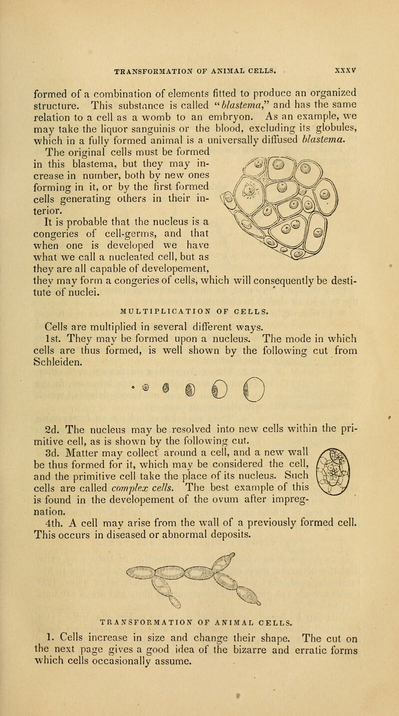 THANSFOKMATION OF ANI3IAL CELLS. formed of a combination of elements fitted to produce an organized structure. This substance is called ''blastema and has the same relation to a cell as a womb to an embryon. As an example, we may take the liquor sanguinis or the blood, excluding its globules, which in a fully formed animal is a universally diffused blastema. The original cells must be formed in this blastema, but they may in- crease in number, both by new ones forming in it, or by the first formed cells generating others in their in- terior. It is probable that the nucleus is a congeries of cell-germs, and that when one is developed we have what we call a nucleated cell, but as they are all capable of developement, they may form a congeries of cells, which Vv'ill consequently be desti- tute of nuclei. MULTIPLICATION OF CELLS. Cells are multiplied in several diflferent ways. 1st. They may be formed upon a nucleus. The mode in which cells are thus formed, is well shown by the following cut from Schleiden. 2d. The nucleus may be resolved into new cells within the pri- mitive cell, as is shown by the following cut. 3d. Matter may collect around a cell, and a new wall be thus formed for it, which may be considered the cell, and the primitive cell take the place of its nucleus. Such cells are called com-plex cells. The best example of this is found in the developement of the ovum after impreg- nation. 4th. A cell may arise from the wall of a previously formed cell. This occurs in diseased or abnormal deposits. TRANSFORMATION OF ANIMAL CELLS. 1. Cells increase in size and change their shape. The cut on the next page gives a good idea of the bizarre and erratic forms which cells occasionally assume.