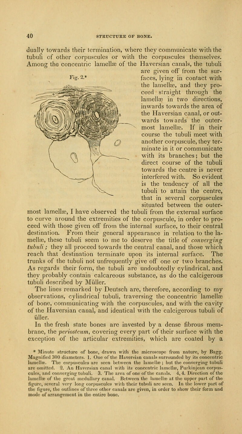 dually towards their termination, where they communicate with the tubuli of other corpuscules or with the corpuscules themselves. Among the concentric lamellae of the Haversian canals, the tubuli are given oft' irom the sur- Fig. 2,* faces, lying in contact with the lamellaj, and they pro- ceed straiiziht throug;h the lamellee in two directions, inwards towards the area of the Haversian canal, or out- wards towards the outer- most lamellae. If in their course the tubuli meet with another corpuscule, they ter- minate in it or communicate with its branches; but the direct course of the tubuli towards the centre is never interfered with. So evident is the tendency of all the tubuli to attain the centre, that in several corpuscules situated between the outer- most lamellae, I have observed the tubuli from the external surface to curve around the extremities of the corpuscule, in order to pro- ceed with those given off from the internal surface, to their central destination. From their general appearance in relation to the la- mellae, these tubuli seem to me to deserve the title of converging tubuli; they ail proceed towards the central canal, and those which reach that destination terminate upon its internal surface. The trunks of the tubuli not unfrequently give off one or two branches. As regards their form, the tubuli are undoubtedly cylindrical, and they probably contain calcareous substance, as do the calcigerous tubuli described by Miiller. The lines remarl^ed by Deutsch are, therefore, according to my observations, cylindrical tubuli, traversing the concentric lamellce of bone, communicating with the corpuscules, and with the cavity of the Haversian canal, and identical with the calcigerous tubuli of iiller. In the fresh state bones are invested by a dense fibrous mem- brane, the periosleum, covering every part of their surface with the exception of the articular extremities, which are coated by a * Minute structure of bone, drawn with the microscope from nature, by Bag-o-. Magnified 300 diameters. 1. One of the Haversian canals surrounded by its concentric lamellce. The corpuscules are seen between the lamcllse ; but the converging- tubuli arc omitted. 2. An Haversian canal witii its concentric lameilaB, Purkinjcan corpus- cules, and converging tubuli. 3. The area of one of the can.ils. 4, 4. Diiection of the lamellae of the great medullary canal. IJetwccn the lamcIlaD at the upper part of the figure, several very long uor|)uscules wilh their tubuli are seen. In tlic lower part of the figure, the outlines of three other canals are given, in order to show their form and mode of arrangement in the entire bone.