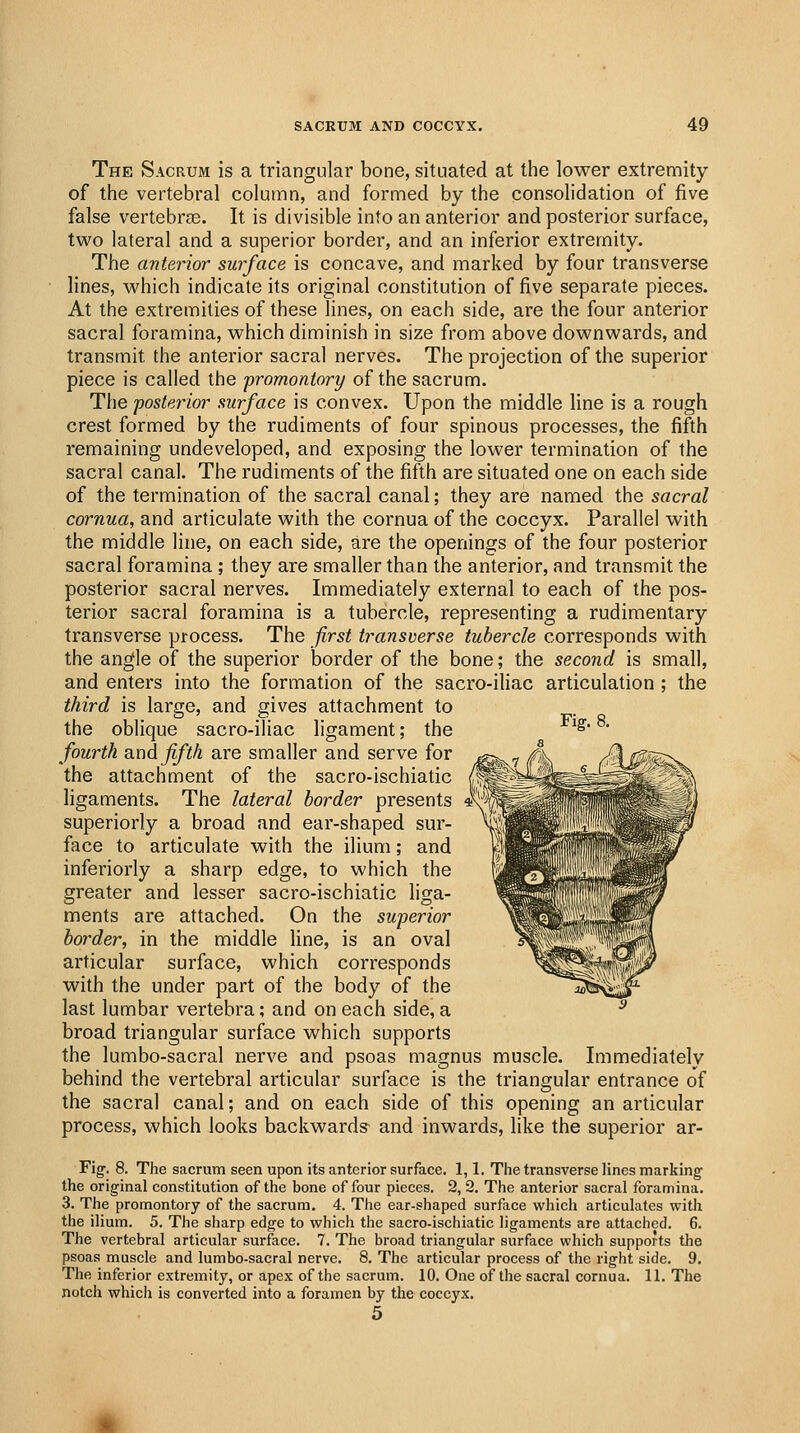 The Sacrum is a triangular bone, situated at the lower extremity of the vertebral column, and formed by the consolidation of five false vertebrae. It is divisible into an anterior and posterior surface, two lateral and a superior border, and an inferior extremity. The anterior surface is concave, and marked by four transverse lines, which indicate its original constitution of five separate pieces. At the extremities of these lines, on each side, are the four anterior sacral foramina, which diminish in size from above downwards, and transmit the anterior sacral nerves. The projection of the superior piece is called the promontory of the sacrum. The posterior surface is convex. Upon the middle line is a rough crest formed by the rudiments of four spinous processes, the fifth remaining undeveloped, and exposing the lower termination of the sacral canal. The rudiments of the fifth are situated one on each side of the termination of the sacral canal; they are named the sacral cornua, and articulate with the cornua of the coccyx. Parallel with the middle line, on each side, are the openings of the four posterior sacral foramina ; they are smaller than the anterior, and transmit the posterior sacral nerves. Immediately external to each of the pos- terior sacral foramina is a tubercle, representing a rudimentary transverse process. The first transverse tubercle corresponds with the angle of the superior border of the bone; the second is small, and enters into the formation of the sacro-iliac articulation ; the third is large, and gives attachment to the oblique sacro-iliac ligament; the *'?• o- fourth a.nd fifth are smaller and serve for the attachment of the sacro-ischiatic ligaments. The lateral border presents ^ superiorly a broad and ear-shaped sur- face to articulate with the ilium; and inferiorly a sharp edge, to which the greater and lesser sacro-ischiatic liga- ments are attached. On the superior border, in the middle line, is an oval articular surface, which corresponds with the under part of the body of the last lumbar vertebra; and on each side, a broad triangular surface which supports the lumbo-sacral nerve and psoas magnus muscle. Immediately behind the vertebral articular surface is the triangular entrance of the sacral canal; and on each side of this opening an articular process, which looks backwards^ and inwards, like the superior ar- Fig. 8. The sacrum seen upon its anterior surface. 1,1. Tiie transverse lines marking the original constitution of the bone of four pieces. 2, 2. The anterior sacral foramina. 3. The promontory of the sacrum. 4. The ear-shaped surface which articulates with the ilium. 5. The sharp edge to which the sacro-ischiatic ligaments are attached. 6. The vertebral articular surface. 7. The broad triangular surface which supports the psoas muscle and lumbo-sacral nerve. 8. The articular process of the right side. 9. The inferior extremity, or apex of the sacrum. 10. One of the sacral cornua. 11. The notch which is converted into a foramen by the coccyx. 5