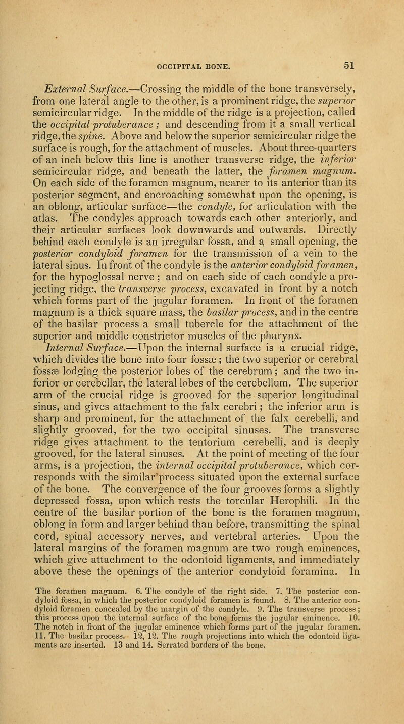 External Surface.—Crossing the middle of the bone transversely, from one lateral angle to the other, is a prominent ridge, the superior semicircular ridge. In the middle of the ridge is a projection, called the occipital protuberance; and descending from it a small vertical ridge, the spine. Above and below the superior semicircular ridge the surface is rough, for the attachment of muscles. About three-quarters of an inch below this line is another transverse ridge, the inferior semicircular ridge, and beneath the latter, the foramen magnum. On each side of the foramen magnum, nearer to its anterior than its posterior segment, and encroaching somewhat upon the opening, is an oblong, articular surface—the condyle, for articulation with the atlas. The condyles approach towards each other anteriorly, and their articular sui'faces look downwards and outwards. Directly behind each condyle is an irregular fossa, and a small opening, the posterior condyloid foramen for the transmission of a vein to the lateral sinus. In front of the condyle is the anterior condyloid foramen, for the hypoglossal nerve ; and on each side of each condyle a pro- jecting ridge, the transverse process, excavated in front by a notch which forms part of the jugular foramen. In front of the foramen magnum is a thick square mass, the basilar process, and in the centre of the basilar process a small tubercle for the attachment of the superior and middle constrictor muscles of the pharynx. Internal Surface.—Upon the internal surface is a crucial ridge, which divides the bone into four fossae; the two superior or cerebral foss« lodging the posterior lobes of the cerebrum; and the two in- ferior or cerebellar, the lateral lobes of the cerebellum. The superior arm of the crucial ridge is grooved for the superior longitudinal sinus, and gives attachment to the falx cerebri; the inferior arm is sharp and prominent, for the attachment of the falx cerebelli, and slightly grooved, for the two occipital sinuses. The transverse ridge gives attachment to the tentorium cerebelli, and is deeply grooved, for the lateral sinuses. At the point of meeting of the four arms, is a projection, the internal occipital p'otuberance, which cor- responds with the similar'process situated upon the external surface of the bone. The convergence of the four grooves forms a slightly depressed fossa, upon which rests the torcular Herophili. In the centre of the basilar portion of the bone is the foramen magnum, oblong in form and larger behind than before, transmitting the spinal cord, spinal accessory nerves, and vertebral arteries. Upon the lateral margins of the foramen magnum are two rough eminences, which give attachment to the odontoid ligaments, and immediately above these the openings of the anterior condyloid foramina. In The foramen magnum. 6. The condyle of the right side. 7. The posterior con- dyloid fossa, in which the posterior condyloid foramen is found. 8. The anterior con- dyloid foramen concealed by the margin of the condyle. 9. The transverse process; this process upon the internal surface of the bone forms the jugular eminence. 10. The notch in front of the jugular eminence which forms part of the jugular foramen. 11. The basilar process. 12, 12. The rough projections into which the odontoid liga- ments are inserted. 13 and 14. Serrated borders of the bone.