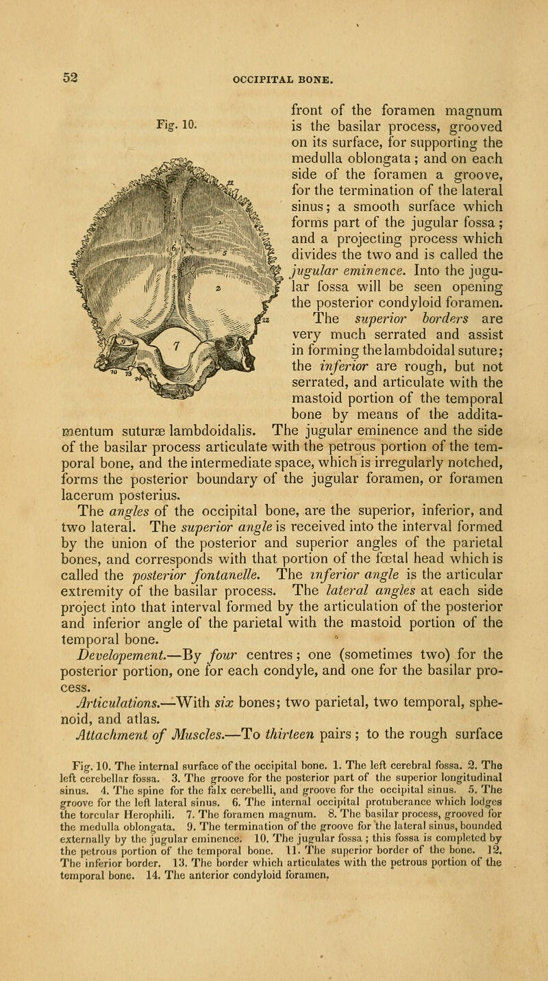 Fig. 10. front of the foramen magnum is the basilar process, grooved on its surface, for supporting the medulla oblongata ; and on each side of the foramen a groove, for the termination of the lateral sinus; a smooth surface which forms part of the jugular fossa ; and a projecting process which divides the two and is called the jugular eminence. Into the jugu- lar fossa will be seen opening the posterior condyloid foramen. The superior borders are very much serrated and assist in forming the lambdoidal suture; the inferior are rough, but not serrated, and articulate with the mastoid portion of the temporal bone by means of the addita- iJientum suturae lambdoidalis. The jugular eminence and the side of the basilar process articulate with the petrous portion of the tem- poral bone, and the intermediate space, which is irregularly notched, forms the posterior boundary of the jugular foramen, or foramen lacerum posterius. The angles of the occipital bone, are the superior, inferior, and two lateral. The superior angle is received into the interval formed by the union of the posterior and superior angles of the parietal bones, and corresponds with that portion of the fcetal head which is called the posterior fontanelle. The inferior angle is the articular extremity of the basilar process. The lateral angles at each side project into that interval formed by the articulation of the posterior and inferior angle of the parietal with the mastoid portion of the temporal bone. Developement.—By four centres; one (sometimes two) for the posterior portion, one for each condyle, and one for the basilar pro- cess. Jlrticulations.—With six bones; two parietal, two temporal, sphe- noid, and atlas. Attachment of Muscles.—To thirteen pairs ; to the rough surface Fig. 10. The internal surface of the occipital bone. 1. The left cerebral fossa. 2. The left cerebellar fossa. 3. The groove for the posterior part of the superior longitudinal sinus. 4. The spine for the falx cerebelli, and groove for the occipital sinus. 5. The groove for the left lateral sinus. 6. The internal occipital protuberance which lodges the torcular Herophili. 7. The foramen magnum. 8. The basilar process, grooved for the medulla oblongata. 9. The termination of the groove for the lateral sinus, bounded externally by the jugular eminence. 10. The jugular fossa ; this fossa is completed by the petrous portion of the temporal bone. 11. The superior border of the bone. 12. The inferior border. 13. The border which articulates with the petrous pprtion of the temporal bone. 14. The anterior condyloid foramen,