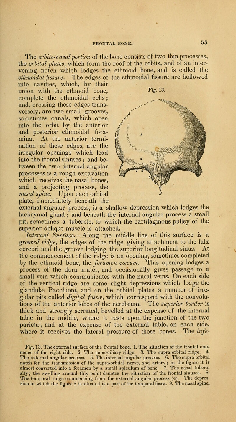 FRONTAL BONE. 65 The orhito-nasal portion of the bone consists of two thin processes, the orbital plates, which form the roof of the orbits, and of an inter- vening notch which lodges the ethmoid bone, and is called the ethmoidal fissure. The edges of the ethmoidal fissure are hollowed into cavities, which, by their union with the ethmoid bone, Fig. 13. complete the ethmoidal cells; and, crossing these edges trans- versely, are two small grooves, sometimes canals, which open into the orbit by the anterior and posterior ethmoidal fora- mina. At the anterior termi- nation of these edges, are the irregular openings which lead into the frontal sinuses ; and be- tween the two internal angular processes is a rough excavation which receives the nasal bones, and a projecting process, the nasal spine. Upon each orbital plate, immediately beneath the external angular process, is a shallow depression which lodges the lachrymal gland ; and beneath the internal angular process a small pit, sometimes a tubercle, to which the cartilaginous pulley of the superior oblique muscle is attached. Internal Surface.—Along the middle line of this surface is a grooved ridge, the edges of the ridge giving attachment to the falx cerebri and the groove lodging the superior longitudinal sinus. At the commencement of the ridge is an opening, sometimes completed by the ethmoid bone, the foramen ccBcum. This opening lodges a process of the dura mater, and occasionally gives passage to a small vein which communicates with the nasal veins. On each side of the vertical ridge are some slight depressions which lodge the glandulas Pacchioni, and on the orbital plates a number of irre- gular pits called digital fossce, which correspond with the convolu- tions of the anterior lobes of the cerebrum. The superior border is thick and strongly serrated, bevelled at the expense of the internal table in the middle, where it rests upon the junction of the two parietal, and at the expense of the external table, on each side, where it receives the lateral pressure of those bones. The infe- Fig. 13. The external surface of the frontal bone. 1. The situation of the frontal emi- nence of the right side. 2. The superciliary ridge. 3. The supra-orbital ridge. 4. The external angular process. 5. The internal angular process. 6. The supra-orbital notch for the transmission of the supra-orbital nerve, and artery; in the fig-ure it is almost converted into a foramen by a small spiculum of bone. 7. The nasal tubero- sity ; the swelling around this point denotes the situation of the frontal sinuses. 8. The temporal ridge commencing from the external angular process (4). Tlie depres