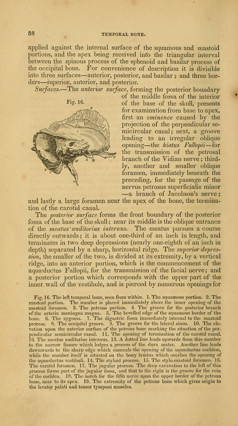 Fig. 16. applied against the internal surface of the squamous and mastoid portions, and the apex being received into the triangular interval between the spinous process of the sphenoid and basilar process of the occipital bone. For convenience of description it is divisible into three surfaces—anterior, posterior, and basilar ; and three bor- ders—superior, anterior, and posterior. Surfaces.—The anterior surface, forming the posterior boundary of the middle fossa of the interior of the base of the skull, presents for examination from base to apex, first an eminence caused by the projection of the perpendicular se- micircular canal; next, a groove leading to an irregular oblique opening—the hiatus Fallopii—for the transmission of the petrosal branch of the Vidian nerve ; third- ly, another and smaller oblique foramen, immediately beneath the preceding, for the passage of the nervus petrosus superficialis minor —a branch of Jacobson's nerve; and lastly a large foramen near the apex of the bone, the termina- tion of the carotid canal. The posterior surface forms the front boundary of the posterior fossa of the base of the skull; near its middle is the oblique entrance of the meatus'auditorius internus. The meatus pursues a course directly outwards; it is about one-third of an inch in length, and terminates in two deep depressions (nearly one-eighth of an inch in depth) separated by a sharp, horizontal ridge. The superior depres- sion, the smaller of the two, is divided at its extremity, by a vertical ridge, into an anterior portion, which is the commencement of the aquffiductus Fallopii, for the transmission of the facial nerve; and a posterior portion which corresponds with the upper part of the inner wall of the vestibule, and is pierced by numerous openings for Fig. 16. The left temporal bone, seen from within. 1. The squamous portion. 2. The mastoid portion. The number is placed immediately above the inner opening of the mastoid foramen. 3. The petrous portion. 4. The groove for the posterior branch of the arteria meningea magna. 5. The bevelled edge of the squamous border of the bone. 6. The zygoma. 7. Tiie digastric fossa immediately internal to the mastoid prdcess. 8. The occipital groove. 9. The groove for the lateral sinus. 10. The ele- vation upon the anterior surface of the petrous bone marking the situation of the per- pendicular semicircular canal. 11. Tlie opening of termination of the carotid canal, 12. The meatus auditorius internus. 1.3. A dotted line leads upwards from this number to the narrow fissure which lodges a process of the dura mater. Another line leads downwards to the sharp edge wliich conceals the opening of tlie aquoeductus coehlcsB, while the number itself is situated on the bony lamina whicli overlies the opening of the aquteductus vestibuli. 14. The styloid process. 15. The stylo-mastoid foramen. 16. The carotid foramen. 17. The jugular process. The deep excavation to the left of tliis process forms part of the jugular fossa, and tiiat to the right is the groove for the vein of the cochlea. 18. The notch for the fifth nerve upon the upper border of the petrous bone, near to its apex. 19. The extremity of the petrous bone which gives origin to the levator palati and tensor tympani muscles.