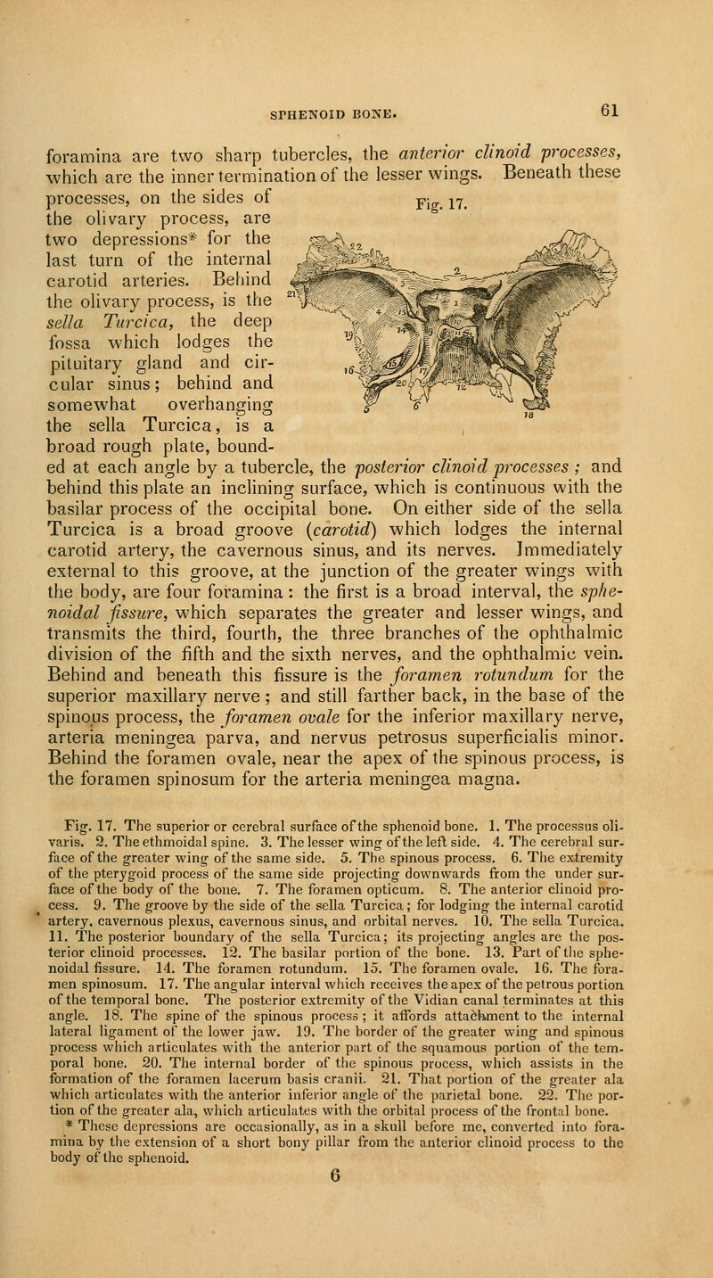 foramina are two sharp tubercles, the anterior clinoid processes, which are the inner termination of the lesser wings. Beneath these processes, on the sides of -pj ^t, the olivary process, are two depressions* for the last turn of the internal carotid arteries. Behind the olivary process, is the sella Turcica, the deep fossa which lodges the pituitary gland and cir- cular sinus; behind and somewhat overhanging the sella Turcica, is a , ° broad rough plate, bound- ed at each angle by a tubercle, the posterior clinoid processes ; and behind this plate an inclining surface, which is continuous with the basilar process of the occipital bone. On either side of the sella Turcica is a broad groove {carotid) which lodges the internal carotid artery, the cavernous sinus, and its nerves. Immediately external to this groove, at the junction of the greater wings with the body, are four foramina: the first is a broad interval, the sphe- noidal fissure, which separates the greater and lesser wings, and transmits the third, fourth, the three branches of the ophthalmic division of the fifth and the sixth nerves, and the ophthalmic vein. Behind and beneath this fissure is the foramen rotundum for the superior maxillary nerve ; and still farther back, in the base of the spinous process, the foramen ovale for the inferior maxillary nerve, arteria meningea parva, and nervus petrosus superficialis minor. Behind the foramen ovale, near the apex of the spinous process, is the foramen spinosum for the arteria meningea magna. Fig. 17. The superior or cerebral surface of the sphenoid bone. 1. The processus oli- varis. 2. The ethmoidal spine. 3. The lesser wing of the left side. 4. The cerebral sur- face of the greater wing of the same side. 5. The spinous process. 6. The extremity of the pterygoid process of the same side projecting downwards from the under sur- face of the body of the bone. 7. The foramen opticum. 8. The anterior clinoid pro- cess. 9. The groove by the side of the sella Turcica; for lodging the internal carotid artery, cavernous plexus, cavernous sinus, and orbital nerves. 10. The sella Turcica. 11. The posterior boundary of the sella Turcica; its projecting angles are the pos- terior clinoid processes. 12. The basilar portion of the bone. 13. Part of tlie sphe- noidal fissure. 14. The foramen rotundum. 15. The foramen ovale. 16. The fora- men spinosum. 17. The angular interval which receives the apex of the petrous portion of the temporal bone. The posterior extremity of the Vidian canal terminates at this angle. 18. The spine of the spinous process ; it atTords attachment to the internal lateral ligament of the lower jaw. 19. The border of the greater wing and spinous process which articulates with the anterior p;irt of the squamous portion of the tem- poral bone. 20. The internal border of the spinous process, which assists in the formation of the foramen lacerum basis cranii. 21. That portion of the greater ala which articulates with the anterior inferior angle of the parietal bone. 22. Tlie por- tion of the greater ala, which articulates with the orbital process of the frontal bone. * These depressions are occasionally, as in a skull before me, converted into fora- mina by tlie extension of a short bony pillar from the anterior clinoid process to the body of the sphenoid. 6