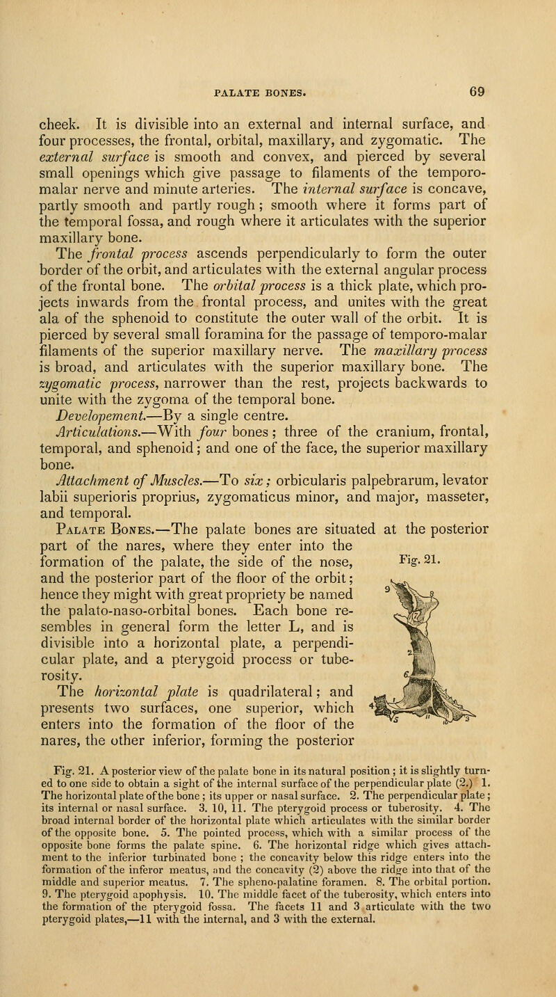 cheek. It is divisible into an external and internal surface, and four processes, the frontal, orbital, maxillary, and zygomatic. The external surface is smooth and convex, and pierced by several small openings which give passage to filaments of the temporo- malar nerve and minute arteries. The internal surface is concave, partly smooth and partly rough ; smooth where it forms part of the temporal fossa, and rough where it articulates with the superior maxillary bone. The frontal process ascends perpendicularly to form the outer border of the orbit, and articulates with the external angular process of the frontal bone. The orbital process is a thick plate, which pro- jects inwards from the. frontal process, and unites with the great ala of the sphenoid to constitute the outer wall of the orbit. It is pierced by several small foramina for the passage of temporo-malar filaments of the superior maxillary nerve. The maxillary process is broad, and articulates with the superior maxillary bone. The zygomatic process, narrower than the rest, projects backwards to unite with the zygoma of the temporal bone. Developement.—By a single centre. Articulations.—With four bones ; three of the cranium, frontal, temporal, and sphenoid; and one of the face, the superior maxillary bone. Attachment of Muscles.—To six; orbicularis palpebrarum, levator labii superioris proprius, zygomaticus minor, and major, masseter, and temporal. Palate Bones.—The palate bones are situated at the posterior part of the nares, where they enter into the formation of the palate, the side of the nose, ^\- 21. and the posterior part of the floor of the orbit; hence ihey might with great propriety be named the palato-naso-orbital bones. Each bone re- sembles in general form the letter L, and is divisible into a horizontal plate, a perpendi- cular plate, and a pterygoid process or tube- rosity. The horizontal plate is quadrilateral; and presents two surfaces, one superior, which enters into the formation of the floor of the nares, the other inferior, forming the posterior Fig. 21. A posterior view of the palate bone in its natural position ; it is slightly turn- ed to one side to obtain a sight of the internal surface of the perpendicular plate (2.) 1, The horizontal plate of the bone ; its upper or nasal surface. 2. The perpendicular plate; its internal or nasal surface. 3. 10, 11. The pterygoid process or tuberosity. 4. The broad internal border of the horizontal plate which articulates with the similar border of the opposite bone. 5. The pointed process, which with a similar process of the opposite bone forms the palate spine. 6. The horizontal ridge which gives attach- ment to the inferior turbinated bone ; the concavity below this ridge enters into the formation of the inferor meatus, nnd the concavity (2) above the ridge into that of the middle and superior meatus. 7. The splieno-palatine foramen. 8. The orbital portion. 9. The pterygoid apophysis. 10. The middle facet of the tuberosity, which enters into the formation of the pterygoid fossa. The facets 11 and 3 articulate with the two pterygoid plates,—11 with the internal, and 3 with the external.