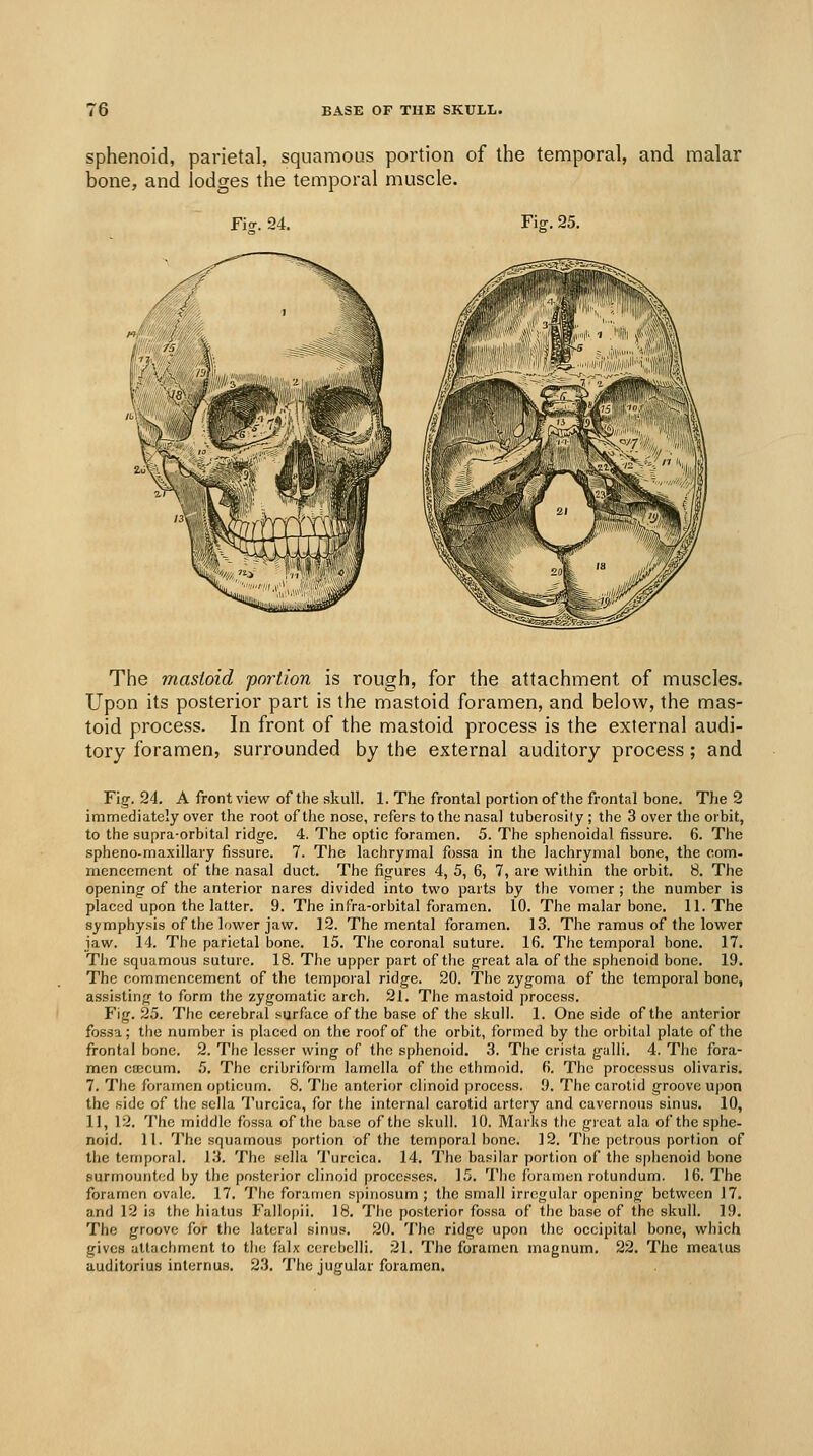 sphenoid, parietal, squamous portion of the temporal, and malar bone, and lodges the temporal muscle. Fi<r. 24. Fig. 25. The mastoid portion is rough, for the attachment of muscles. Upon its posterior part is the mastoid foramen, and below, the mas- toid process. In front of the mastoid process is the external audi- tory foramen, surrounded by the external auditory process; and Fig. 24. A front view of the skull. 1. The frontal portion of the frontal bone. The 2 immediately over the root of the nose, refers to the nasal tuberosity ; the 3 over the orbit, to the supra-orbital ridge. 4. The optic foramen. 5. The sphenoidal fissure. 6. The spheno-maxillary fissure. 7. The lachrymal fossa in the lachrymal bone, the com- iTiencement of the nasal duct. The figures 4, 5, 6, 7, are within the orbit. 8. The opening of the anterior nares divided into two parts by the vomer ; the number is placed upon the latter. 9. The infra-orbital foramen. 10. The malar bone. 11. The symphysis of the lower jaw. 12. The mental foramen. 13. The ramus of the lower jaw. 14. The parietal bone. 15. The coronal suture. 16. The temporal bone. 17. The squamous suture. 18. The upper part of the great ala of the sphenoid bone. 19. The commencement of the temporal ridge. 20. The zygoma of the temporal bone, assisting to form the zygomatic arch. 21. The mastoid process. Fig. 25. The cerebral surface of the base of the skull. 1. One side of the anterior fossa; the number is placed on the roof of the orbit, formed by the orbital plate of the frontal bone. 2. The lesser wing of the sphenoid. 3. The crista galli. 4. The fora- men ca3cum. 5. The cribriform lamella of the ethmoid. 6. The processus olivaris. 7. The foramen opticum. 8. The anterior clinoid process. 9. The carotid groove upon the side of the sella Turcica, for the internal carotid artery and cavernous sinus. 10, 11, 12. The middle fossa of the base of the skull. 10. Marks the gieat ala of the sphe- noid. 11. The squamous portion of the temporal bone. 12. The petrous portion of the temporal. 13. The sella Turcica. 14. The basilar portion of the sphenoid bone surmounted by the posterior clinoid processes. 15. The foramen rotundum. 16. The foramen ovale. 17. The foramen spiiiosum ; the small irregular opening between 17. and 12 is the hiatus Fallo[)ii. 18. The posterior fossa of the base of the skull. 19. The groove for the lateral sinus. 20. The ridge upon the occipital bone, which gives attachment to the falx cercbelli. 21. The foramen magnum. 22. The meatus auditorius inlernus. 23. The jugular foramen.