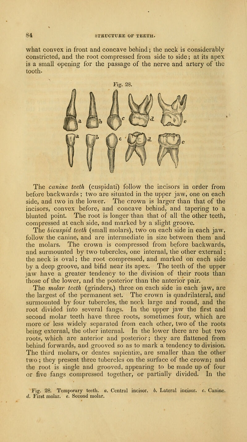 what convex in front and concave behind; the neck is considerably- constricted, and the root compressed from side to side; at its apex is a small opening for the passage of the nerve and artery of the tooth. Fig. 28. The canine teeth (cuspidati) follow the incisors in order from before backwards; two are situated in the upper jaw, one on each side, and two in the lower. The crown is larger than that of the incisors, convex before, and concave behind, and tapering to a blunted point. The root is longer than that of all the other teeth, compressed at each side, and marked by a slight groove. The bicuspid teeth (small molars), two on each side in each jaw, follow the canine, and are intermediate in size between them and the molars. The crown is compressed from before backwards, and surmounted by two tubercles, one internal, the other external; the neck is oval; the root compressed, and marked on each side by a deep groove, and bifid near its apex. The teeth of the upper jaw have a greater tendency to the division of their roots than those of the lower, and the posterior than the anterior pair. The molar teeth (grinders,) three on each side in each jaw, are the largest of the permanent set. The crown is quadrilateral, and surmounted by four tubercles, the neck large and round, and the root divided into several fangs. In the upper jaw the first and second molar teeth have three roots, sometimes four, which are more or less widely separated from each other, two of the roots being external, the other internal. In the lower there are but two roots, which are anterior and posterior; they are flattened from behind forwards, and grooved so as to mark a tendency to division. The third molars, or denies sapicnlias, are smaller than the other two; they present three tubercles on the surface of the crown; and the root is single and grooved, appearing to be made up of four or five fangs compressed together, or partially divided. In the Fig. 28. Temporary teeth, a. Central incisor, b. Lateral incisor, c. Canine. d. First molar, e. Second molar.