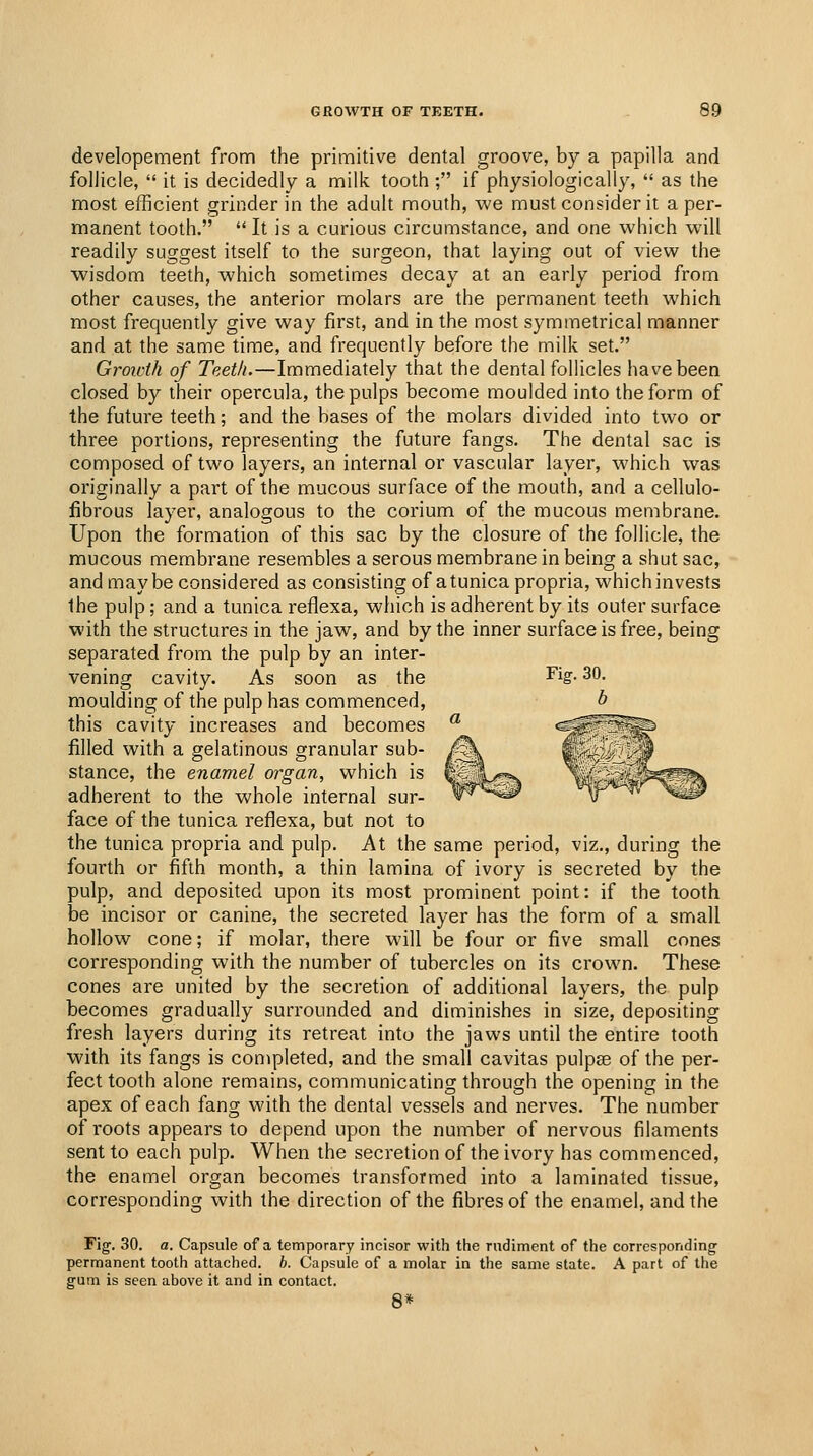 developement from the primitive dental groove, by a papilla and follicle,  it is decidedly a milk tooth; if physiologically,  as the most efficient grinder in the adult mouth, we must consider it a per- manent tooth.  It is a curious circumstance, and one which will readily suggest itself to the surgeon, that laying out of view the wisdom teeth, which sometimes decay at an early period from other causes, the anterior molars are the permanent teeth which most frequently give way first, and in the most symmetrical manner and at the same time, and frequently before the milk set. Groivih of Teeth.—Immediately that the dental follicles have been closed by their opercula, the pulps become moulded into the form of the future teeth; and the bases of the molars divided into two or three portions, representing the future fangs. The dental sac is composed of two layers, an internal or vascular layer, which was originally a part of the mucous surface of the mouth, and a cellulo- fibrous layer, analogous to the corium of the mucous membrane. Upon the formation of this sac by the closure of the follicle, the mucous membrane resembles a serous membrane in being a shut sac, and may be considered as consisting of a tunica propria, which invests the pulp; and a tunica reflexa, which is adherent by its outer surface with the structures in the jaw, and by the inner surface is free, being separated from the pulp by an inter- vening cavity. As soon as the moulding of the pulp has commenced, this cavity increases and becomes filled with a gelatinous granular sub- stance, the enamel organ, which is adherent to the whole internal sur- face of the tunica reflexa, but not to the tunica propria and pulp. At the same period, viz., during the fourth or fifth month, a thin lamina of ivory is secreted by the pulp, and deposited upon its most prominent point: if the tooth be incisor or canine, the secreted layer has the form of a small hollow cone; if molar, there will be four or five small cones corresponding with the number of tubercles on its crown. These cones are united by the secretion of additional layers, the pulp becomes gradually surrounded and diminishes in size, depositing fresh layers during its retreat into the Java's until the entire tooth with its fangs is completed, and the small cavitas pulpse of the per- fect tooth alone remains, communicating through the opening in the apex of each fang with the dental vessels and nerves. The number of roots appears to depend upon the number of nervous filaments sent to each pulp. When the secretion of the ivory has commenced, the enamel organ becomes transformed into a laminated tissue, corresponding with the direction of the fibres of the enamel, and the Fig. 30. a. Capsule of a temporary incisor with the rudiment of the corresponding permanent tooth attached, b. Capsule of a molar in the same state. A part of the gum is seen above it and in contact. 8*