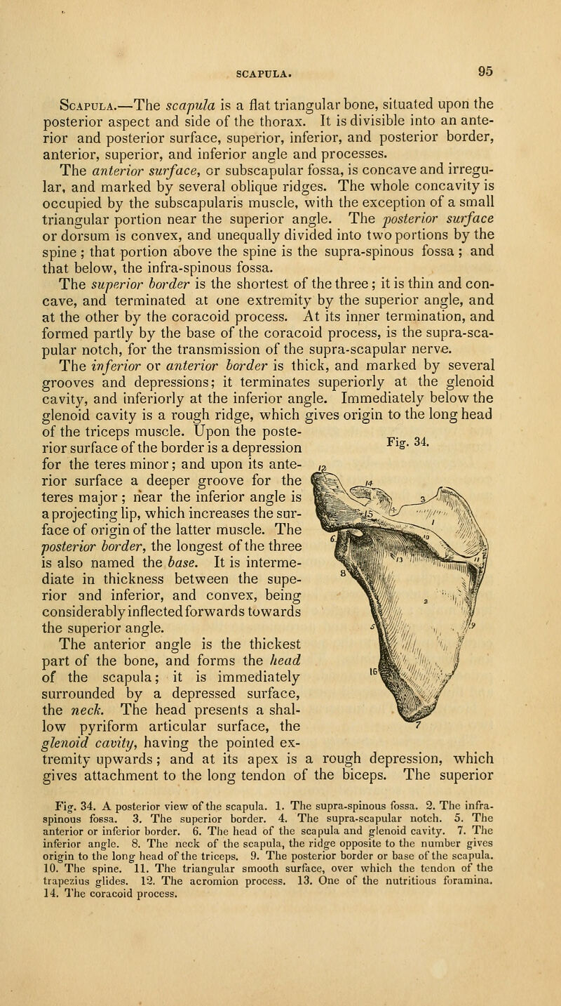 SCAPULA. Fig. 34. Scapula.—The scapula is a flat triangular bone, situated upon the posterior aspect and side of the thorax. It is divisible into an ante- rior and posterior surface, superior, inferior, and posterior border, anterior, superior, and inferior angle and processes. The anterior surface, or subscapular fossa, is concave and irregu- lar, and marked by several oblique ridges. The whole concavity is occupied by the subscapularis muscle, with the exception of a small triangular portion near the superior angle. The posterior surface or dorsum is convex, and unequally divided into two portions by the spine ; that portion above the spine is the supra-spinous fossa ; and that below, the infra-spinous fossa. The superior border is the shortest of the three; it is thin and con- cave, and terminated at one extremity by the superior angle, and at the other by the coracoid process. At its inner termination, and formed partly by the base of the coracoid process, is the supra-sca- pular notch, for the transmission of the supra-scapular nerve. The inferior or anterior border is thick, and marked by several grooves and depressions; it terminates superiorly at the glenoid cavity, and inferiorly at the inferior angle. Immediately below the glenoid cavity is a rough ridge, which gives origin to the long head of the triceps muscle. Upon the poste- rior surface of the border is a depression for the teres minor; and upon its ante- rior surface a deeper groove for the teres major ; near the inferior angle is a projecting lip, which increases the sur- face of origin of the latter muscle. The posterior border, the longest of the three is also named the base. It is interme- diate in thickness between the supe- rior and inferior, and convex, being considerably inflected forwards towards the superior angle. The anterior angle is the thickest part of the bone, and forms the head of the scapula; it is immediately surrounded by a depressed surface, the necJi. The head presents a shal- low pyriform articular surface, the glenoid cavity, having the pointed ex- tremity upwards; and at its apex is a rough depression, which gives attachment to the long tendon of the biceps. The superior Fi^. 34. A posterior view of tlie scapula. 1. Tlie supra-spinous fossa. 2. The infra- spinous foesa. 3. The superior border. 4. The supra-scapular notch. 5. The anterior or inferior border. 6. The head of the scapula and glenoid cavity. 7. The inferior angle. 8. The neck of the scapula, the ridge opposite to the number gives origin to the long head of the triceps. 9. The posterior border or base of the scapula. 10. The spine. 11. The triangular smooth surface, over which the tendon of the trapezius glides. 12. The acromion process. 13. One of the nutritious foramina. 14. The coracoid process.