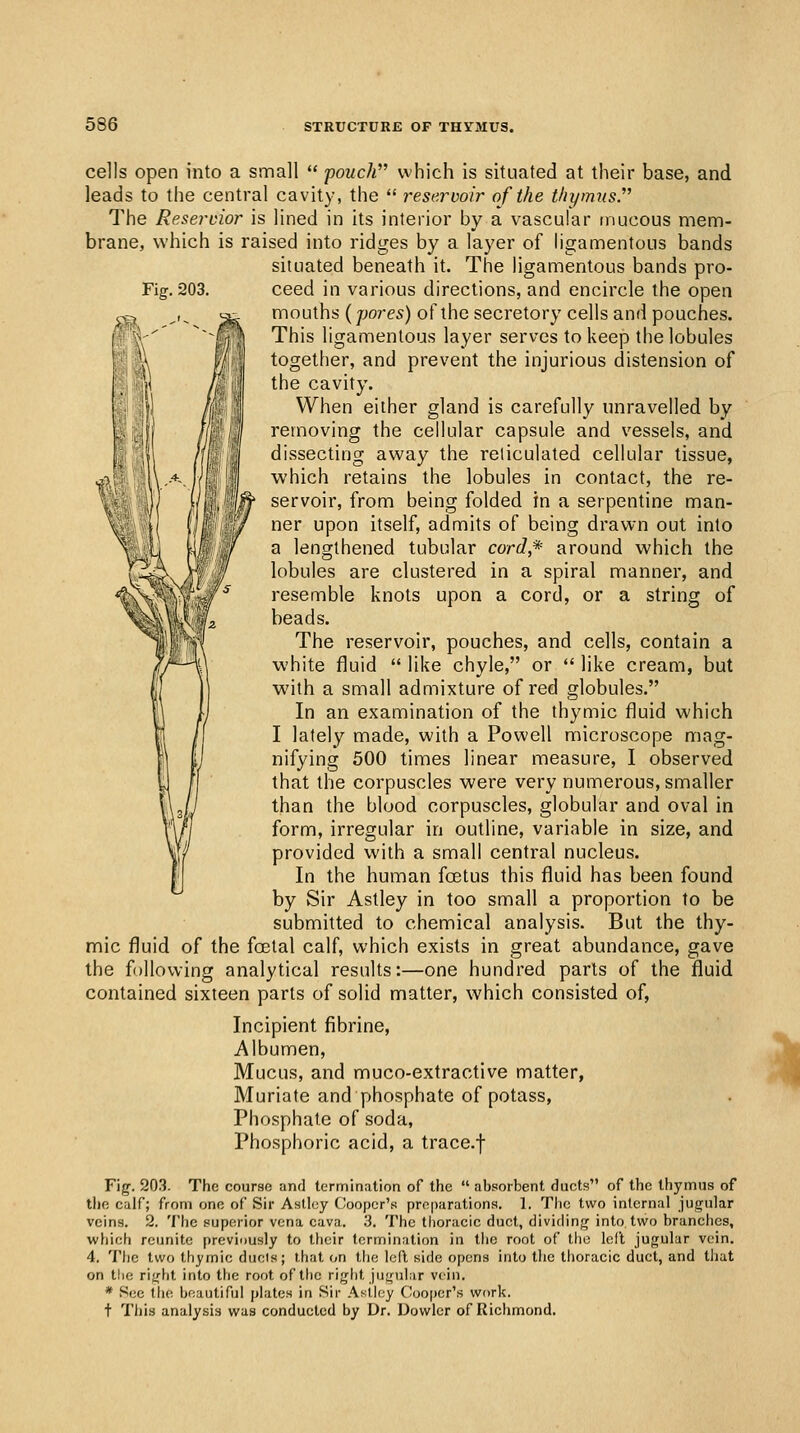 cells open into a small pouch which is situated at their base, and leads to the central cavity, the resermir of the thymus. The Reseroior is lined in its interior by a vascular mucous mem- brane, which is raised into ridges by a layer of Hgamentous bands situated beneath it. The ligamentous bands pro- Fig. 203. ceed in various directions, and encircle the open mouths (jjores) ot^the secretory cells and pouches. This ligamentous layer serves to keep the lobules together, and prevent the injurious distension of the cavity. When either gland is carefully unravelled by removing the cellular capsule and vessels, and dissecting away the reticulated cellular tissue, which retains the lobules in contact, the re- ^ servoir, from being folded in a serpentine man- / ner upon itself, admits of being drawn out into a lengthened tubular cord* around which the lobules are clustered in a spiral manner, and resemble knots upon a cord, or a string of beads. The reservoir, pouches, and cells, contain a white fluid like chyle, or like cream, but with a small admixture of red globules. In an examination of the thymic fluid which I lately made, with a Powell microscope mag- nifying 500 times linear measure, I observed that the corpuscles were very numerous, smaller than the blood corpuscles, globular and oval in form, irregular in outline, variable in size, and provided with a small central nucleus. In the human foetus this fluid has been found by Sir Astley in too small a proportion to be submitted to chemical analysis. But the thy- mic fluid of the foetal calf, which exists in great abundance, gave the following analytical results:—one hundred parts of the fluid contained sixteen parts of solid matter, which consisted of, Incipient fibrine. Albumen, Mucus, and muco-extractive matter, Muriate and phosphate of potass, Phosphate of soda, Phosphoric acid, a trace.f Fig. 203. The course and termination of the absorbent ducts of the thymus of the calf; from one of Sir Astley Cooper's preparations. 1. The two internal jug-ular veins. 2. The superior vena cava. 3. The thoracic duct, dividing into two brandies, which reunite previously to their termination in the root of the left jugular vein. 4. The two thymic ducts; that (iU the lofl side opens into the tiioracic duct, and tiiat on the right into the root of the right jugular vein. * Sec tlie hnautiful plates in Sir Astley (Iijoper's work. t This analysis was conducted by Ur. Uowlcr of Richmond. ^