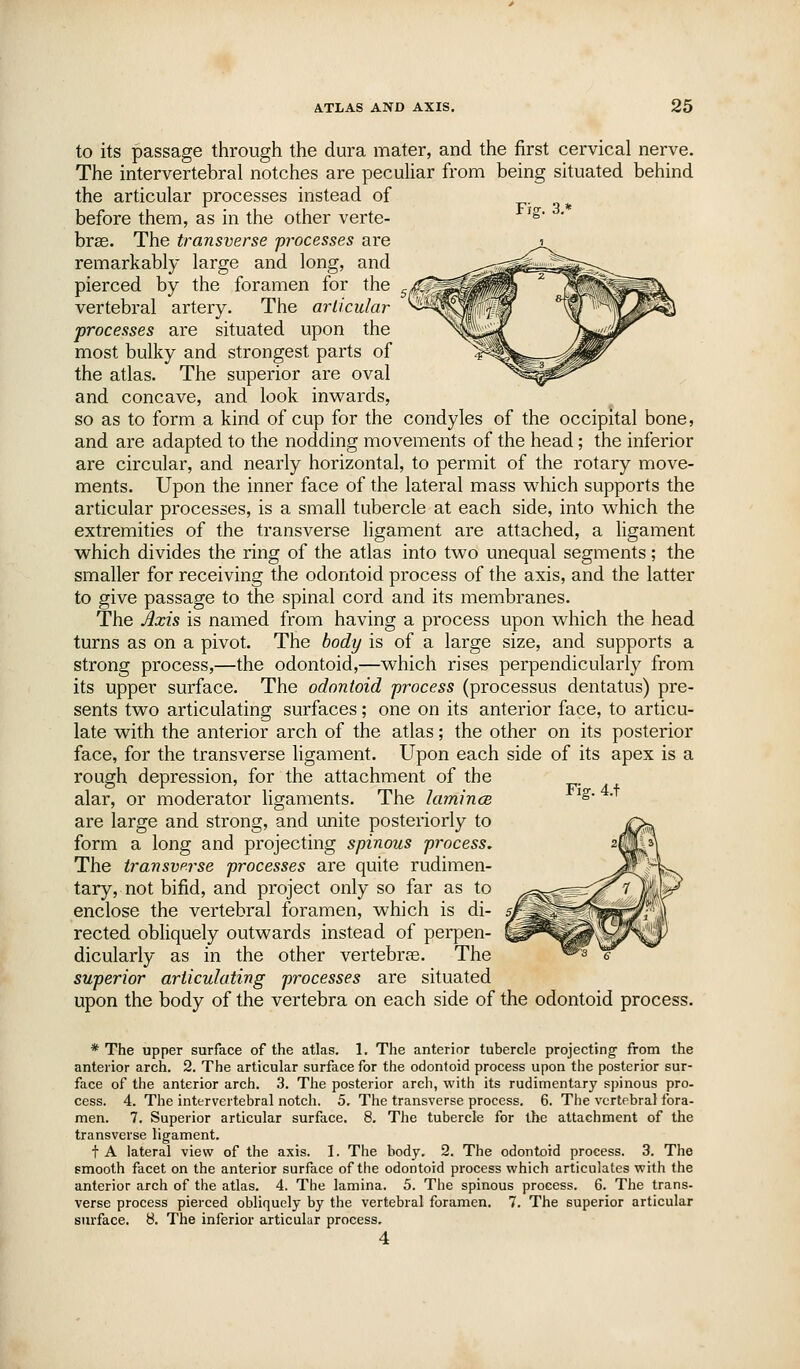 Fiff. 3.* to its passage through the dura mater, and the first cervical nerve. The intervertebral notches are peculiar from being situated behind the articular processes instead of before them, as in the other verte- brae. The transverse processes are remarkably large and long, and pierced by the foramen for the vertebral artery. The arUcidar processes are situated upon the most bulky and strongest parts of the atlas. The superior are oval and concave, and look invv^ards, so as to form a kind of cup for the condyles of the occipital bone, and are adapted to the nodding movements of the head; the inferior are circular, and nearly horizontal, to permit of the rotary move- ments. Upon the inner face of the lateral mass which supports the articular processes, is a small tubercle at each side, into which the extremities of the transverse ligament are attached, a ligament which divides the ring of the atlas into two unequal segments; the smaller for receiving the odontoid process of the axis, and the latter to give passage to the spinal cord and its membranes. The Axis is named from having a process upon which the head turns as on a pivot. The body is of a large size, and supports a strong process,—the odontoid,—which rises perpendicularly from its upper surface. The odontoid 'process (processus dentatus) pre- sents two articulating surfaces; one on its anterior face, to articu- late with the anterior arch of the atlas; the other on its posterior face, for the transverse ligament. Upon each side of its apex is a rough depression, for the attachment of the alar, or moderator ligaments. The kanince are large and strong, and unite posteriorly to form a long and projecting spinous process. The transvprse processes are quite rudimen- tary, not bifid, and project only so far as to enclose the vertebral foramen, which is di- rected obliquely outwards instead of perpen- dicularly as in the other vertebrjB. The superior articulating processes are situated upon the body of the vertebra on each side of the odontoid process. Fig. 4.t * The upper surface of the atlas. 1. The anterior tubercle projecting from the anterior arch. 2. The articular surface for the odontoid process upon the posterior sur- face of the anterior arch. 3. The posterior arch, with its rudimentary spinous pro- cess. 4. The intervertebral notch. 5. The transverse process. 6. The vertebral fora- men. 7. Superior articular surface. 8, The tubercle for the attachment of the transverse ligament. t A lateral view of the axis. I. The body. 2. The odontoid process. 3. The smooth facet on the anterior surface of the odontoid process which articulates with the anterior arch of the atlas. 4. The lamina. 5. The spinous process. 6. The trans- verse process pierced obliquely by the vertebral foramen. 7. The superior articular surface. 8. The inferior articular process. 4