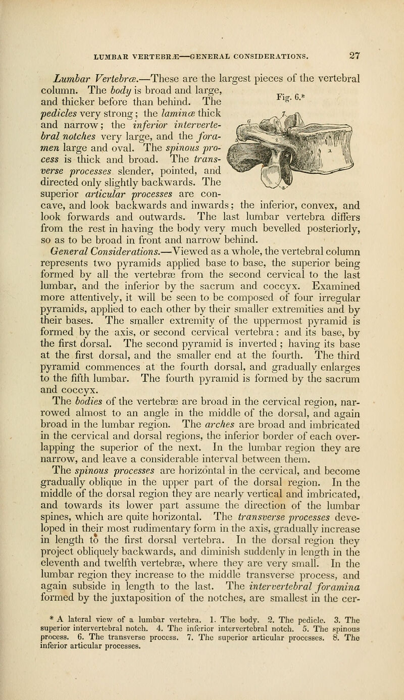 Lumbar VertehrcB.—These are the largest pieces of the vertebral column. The body is broad and large, v c* and thicker before than behind. The ^^' ' pedicles very strong; the lamince thick and narrow; the inferior interverte- bral notches very large, and the fora- men large and oval. The spinous pro- cess is thick and broad. The trans- verse processes slender, pointed, and directed only slightly backwards. The superior articular processes are con- cave, and look backwards and inwards; the inferior, convex, and look forwards and outwards. The last lumbar vertebra differs from the rest in having the body very much bevelled posteriorly, so as to be broad in front and narrow behind. General Considerations.—Viewed as a whole, the vertebral column represents two pyramids appUed base to base, the superior being formed by all the vertebrae from the second cervical to the last lumbar, and the inferior by the sacrum and coccyx. Examined more attentively, it will be seen to be composed of four irregular pyramids, applied to each other by their smaller extremities and by their bases. The smaller extremity of the uppermost pyramid is formed by the axis, or second cervical vertebra; and its base, by the first dorsal. The second pyramid is inverted ; having its base at the first dorsal, and the smaller end at the fourth. The third pyramid commences at the fourth dorsal, and gradually enlarges to the fifth lumbar. The fourth pyramid is formed by the sacrum and coccyx. The bodies of the vertebras are broad in the cervical region, nar- rowed almost to an angle in the middle of the dorsal, and again broad in the lumbar region. The arches are broad and imbricated in the cervical and dorsal regions, the inferior border of each over- lapping the superior of the next. In the lumbar region they are narrow, and leave a considerable interval between them. The spinous processes are horizontal in the cervical, and become gradually oblique in the upper part of the dorsal region. In the middle of the dorsal region they are nearly vertical and imbricated, and towards its lower part assume the direction of the lumbar spines, which are quite horizontal. The transverse processes deve- loped in their most rudimentary form in the axis, gradually increase in length to the first dorsal vertebra. In the dorsal region they project obliquely backwards, and diminish suddenly in length in the eleventh and twelfth vertebrce, where they are very small. In the lumbar region they increase to the middle transverse process, and again subside in length to the last. The intervertebral foramina formed by the juxtaposition of the notches, are smallest in the cer- * A lateral view of a lumbar vertebra. 1. The body. 9. The pedicle. 3. The superior intervertebral notch. 4. The inferior intervertebral notch. 5. The spinous process. 6. The transverse process. 7. The superior articular processes. 8. The inferior articular processes.