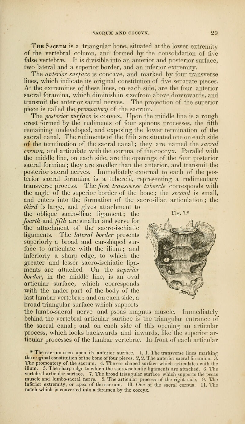 The Sacrum is a triangular bone, situated at the lower extremity of the vertebral column, and formed by the consolidation of five false vertebrae. It is divisible into an anterior and posterior surface, two lateral and a superior border, and an inferior extremity. The anterior surface is concave, and marked by four transverse lines, which indicate its original constitution of five separate pieces. At the extremities of these lines, on each side, are the four anterior sacral foramina, which diminish in size from above downwards, and transmit the anterior sacral nerves. The projection of the superior piece is called the jiroinontory of the sacrum. The 'posterior surface is convex. Upon the middle line is a rough crest formed by the rudiments of four spinous processes, the fifth remaining undeveloped, and exposing the lower termination of the sacral canal. The rudiments of the fifth are situated one on each side of the termination of the sacral canal; they are named the sacral cornua, and articulate with the cornua of the coccyx. Parallel with the middle line, on each side, are the openings of the four posterior sacral formina; they are smaller than the anterior, and transmit the posterior sacral nerves. Immediately external to each of the pos- terior sacral foramina is a tubercle, representing a rudimentary transverse process. The -first transverse tubercle corresponds with the angle of the superior border of the bone; the second is small, and enters into the formation of the sacro-iliac articulation; the third is large, and gives attachment to the oblique sacro-iliac ligament; the fourlk and jiflh are smaller and serve for the attachment of the sacro-ischiatic ligaments. The lateral border presents superiorly a broad and ear-shaped sur- face to articulate with the ilium; and inferiorly a sharp edge, to which the greater and lesser sacro-ischiatic liga- ments are attached. On the superior border, in the middle line, is an oval articular surface, which corresponds with the under part of the body of the last lumbar vertebra; and on each side, a broad triangular surface which supports the lumbo-sacral nerve and psoas magnus muscle. Immediately behind the vertebral articular surface is the triangular entrance of the sacral canal; and on each side of this opening an articular process, which looks backwards and inwards, like the superior ar- ticular processes of the lumbar vertebrae. In front of each articular * The sacrum seen upon its anterior surface. 1, 1. The transverse lines markinof the original constitution of the bone of four pieces. 2,2. The anterior sacral foramina. 3. The promontory of the sacrum. 4. Tlie ear shaped surface which articulates witli tlie ilium. 5. The sharp edge to wliich the sacro-ischiatic ligaments are attached. 6 The vertebral articular surface. 7. The broad triangular surface which supports the psoas muscle and lumbo-sacral nerve. 8. The articular process of the right side. 9. The inferior extremity, or apex of the sacrum. 10. One of the sacral cornua. 11. The notch which is converted into a foramen by the coccyx.