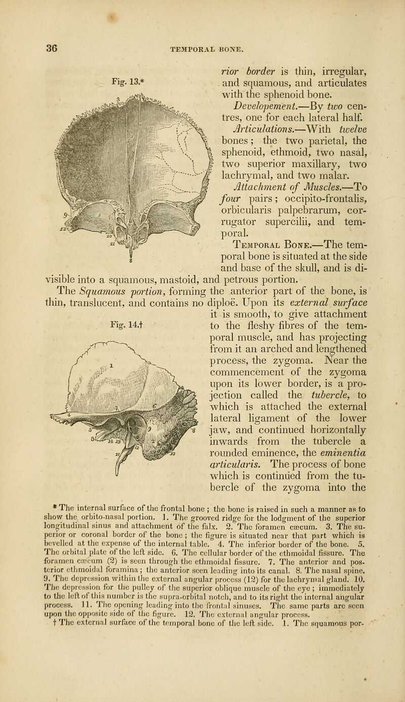 visible The thin, tr Fig. 14.t rior border is thin, irregular, and squamous, and articulates with the sphenoid bone. Developement.—By two cen- tres, one for each lateral half. Articulations.—With tiuelve bones; the two parietal, the sphenoid, ethmoid, two nasal, two superior maxillary, two lachrymal, and two malar. Jlttachment of Muscles.—To four pairs; occipito-frontalis, orbicularis palpebrarum, cor- rugator supercilii, and tem- poral. Temporal Bone.—The tem- poral bone is situated at the side and base of the skull, and is di- into a squamous, mastoid, and petrous portion. Squamous portion, forming the anterior part of the bone, is anslucent, and contains no diploe. Upon its external surface it is smooth, to give attachment to the fleshy fibres of the tem- poral muscle, and has projecting from it an arched and lengthened process, the zygoma. Near the commencement of the zygoma upon its lower border, is a pro- jection called the tubercle, to which is attached the external lateral ligament of the lower jaw, and continued horizontally inwards from the tubercle a rounded eminence, the eminentia articularis. The process of bone which is continued from the tu- bercle of the zygoma into the * Tho internal surface of the frontal bone ; the bono is raised in such a manner as to show the orbito-nasal portion. 1. The grooved ridge for the lodgment of ihe superior longitudinal sinus and attachment of the falx. 2. The foramen caacum. 3. The su- perior or coronal border of the bono ; the figure is situated near that part which is bevelled at the expense of the internal table. 4. The inferior border of the bone. 5. The orbital plate of the left side. 6. Tlie cellular border of the ethmoidal fissure. Tlie foramen CiocMim (2) is seen tlirough the ethmoidal fissure. 7. The anterior and pos- tcrior ethmoidal foramina; the anterior seen leading into its canal. 8, The nasal spine. 9. The depression within the external angular i)rocess (12) for the lachrymal gland. 10. The depression for the pulley of the superior oblique muscle of the eye ; immediately to the loft of this number is the supra-orbital notch, and to its right the internal angular process. 11. The opening leading into the frontal sinuses. The same parts are seen upon the opposite side of the figure. 12. The external angular process. t The external surface of the temporal bone of the left side. 1. The squamous por-