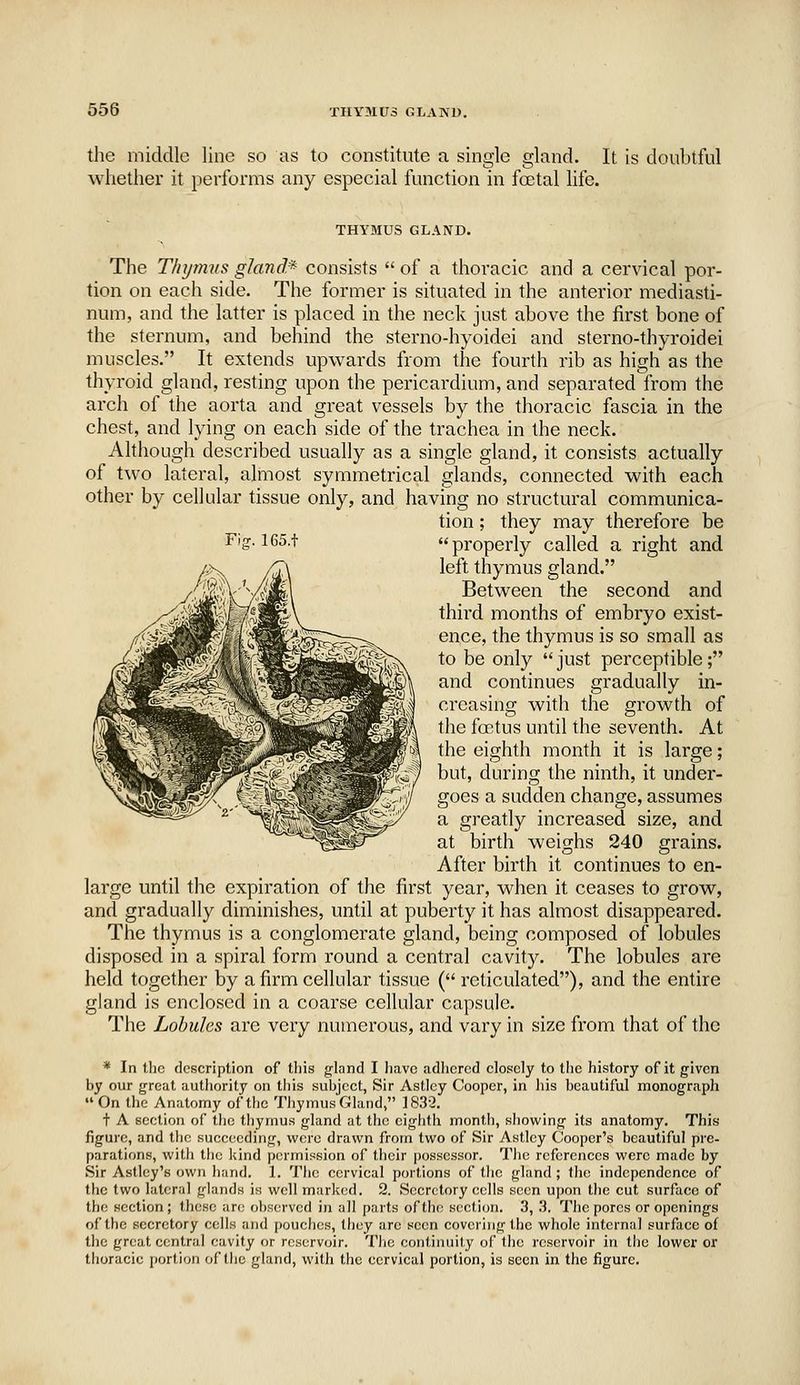 the middle line so as to constitute a single gland. It is doubtful whether it performs any especial function in fcetal life. THYMUS GLAND. The Thymus gland* consists  of a thoracic and a cervical por- tion on each side. The former is situated in the anterior mediasti- num, and the latter is placed in the neck just above the first bone of the sternum, and behind the sterno-hyoidei and sterno-thyroidei muscles. It extends upwards from the fourth rib as high as the thyroid gland, resting upon the pericardium, and separated from the arch of the aorta and great vessels by the thoracic fascia in the chest, and lying on each side of the trachea in the neck. Although described usually as a single gland, it consists actually of two lateral, almost symmetrical glands, connected with each other by cellular tissue only, and having no structural communica- tion ; they may therefore be ^'?-1^^''' properly called a right and left thymus gland. Between the second and third months of embryo exist- ence, the thymus is so small as to be only  just perceptible; and continues gradually in- creasing with the growth of the foetus until the seventh. At the eighth month it is large; but, during the ninth, it under- goes a sudden change, assumes a greatly increased size, and at birth weighs 240 grains. After birth it continues to en- large until the expiration of the first year, when it ceases to grow, and gradually diminishes, until at puberty it has almost disappeared. The thymus is a conglomerate gland, being composed of lobules disposed in a spiral form round a central cavity. The lobules are held together by a firm cellular tissue ( reticulated), and the entire gland is enclosed in a coarse cellular capsule. The Lobules are very numerous, and vary in size from that of the * In the description of this gland I Iiave adliered closely to the history of it given by our great authority on this subject, Sir Astlcy Cooper, in his beautiful monograph On the Anatomy of the Tiiymus Gland, 1832, t A section of the tliymus gland at the eiglith montii, showing its anatomy. This figure, and tiio succeeding, were drawn from two of Sir Astley Cooper's beautiful pre- parations, with the kind permission of their possessor. The references were made by Sir Astlcy's own hand. 1. The cervical portions of the gland ; the independence of the two lateral glands is well marked. 2. Secretory cells seen u])on the cut surface of the section ; these are observed in all parts of the secti(jn. 3, 3. The pores or openings of the secretory cells and pouches, they are seen covering the whole internal surface of the great central cavity or reservoir. The continuity of the reservoir in the lower or thoracic portion of tlie gland, with the cervical portion, is seen in the figure.