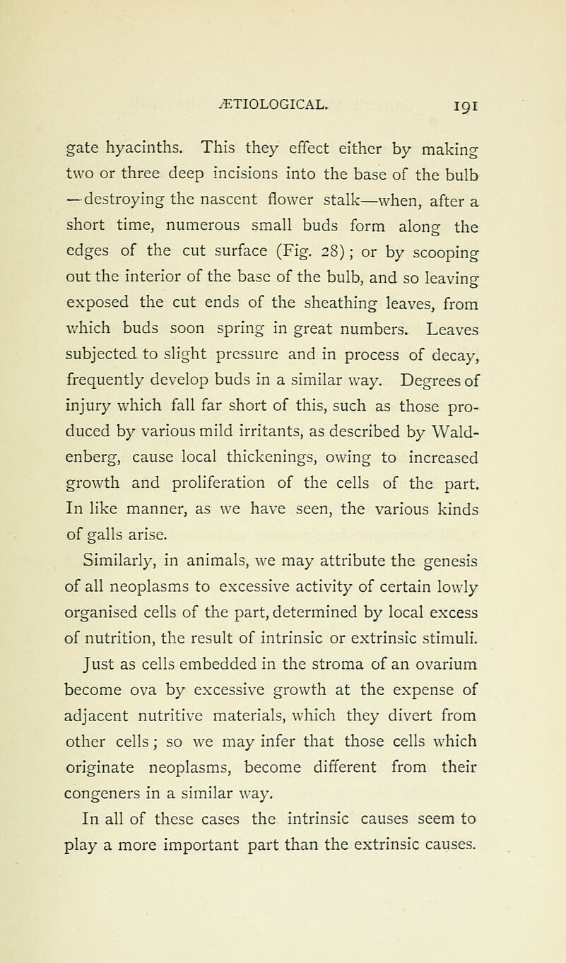 gate hyacinths. This they effect either by making two or three deep incisions into the base of the bulb — destroying the nascent flower stalk—when, after a short time, numerous small buds form along the edges of the cut surface (Fig. 28); or by scooping out the interior of the base of the bulb, and so leaving exposed the cut ends of the sheathing leaves, from v/hich buds soon spring in great numbers. Leaves subjected to slight pressure and in process of decay, frequently develop buds in a similar way. Degrees of injury which fall far short of this, such as those pro- duced by various mild irritants, as described by Wald- enberg, cause local thickenings, owing to increased growth and proliferation of the cells of the part. In like manner, as we have seen, the various kinds of galls arise. Similarly, in animals, we may attribute the genesis of all neoplasms to excessive activity of certain lowly organised cells of the part, determined by local excess of nutrition, the result of intrinsic or extrinsic stimuli. Just as cells embedded in the stroma of an ovarium become ova by excessive growth at the expense of adjacent nutritive materials, which they divert from other cells; so we may infer that those cells which originate neoplasms, become different from their congeners in a similar way. In all of these cases the intrinsic causes seem to play a more important part than the extrinsic causes.