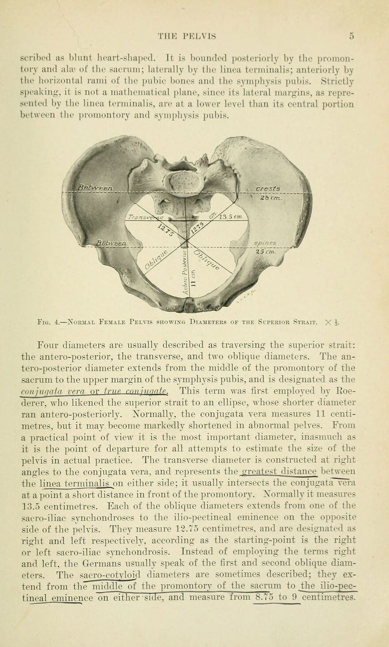 scribed as Muni heart-shaped. It is bounded posteriorly by the promon- tory and ahr of the sacrum; laterally by the Linea terminalis; anteriorly by the horizontal rami of the pubic bones and the symphysis pubis. Strictly speaking, it is nol a mathematical plane, since its lateral margins, as repre- sented by tin- linea terminalis, are al a lower level than its central portion between the promontory and symphysis pubis. Fig. 4.—Normal Female Pelvis showing Diameters of the Superior Strait. X J. Four diameters are usually described as traversing the superior strait: the antero-posterior, the transverse, and two oblique diameters. The an- teroposterior diameter extends from the middle of the promontory of the sacrum to the upper margin of the symphysis pubis, and is designated as the coiijuf/atn rem or imp mn'utaaip. This term was first employed by Roe- derer, who likened the superior strait to an ellipse, whose shorter diameter ran antero-posteriorky. Normally, the conjugata vera measures 11 centi- metres, but it may. become markedly shortened in abnormal pelves. From a practical point of view it is the most important diameter, inasmuch a> it is the point of departure for all attempts to estimate the size of the pelvis in actual practice. The transverse diameter is constructed at right angles to the conjugata vera, and represents the greatest distance between the linea terminalis on either side; it usually intersects the conjugata vera at a point a short distance in front of the promontory. Normally it measures 13.5 centimetres. Each of the oblique diameters extends from one of the sacro-iliac synchondroses to the ilio-pectineal eminence on the opposite side of the pelvis. They measure 12.75 centimetres, and are designated as right and left respectively, according as the starting-point is the right or left sacro-iliac synchondrosis. Instead of employing the terms right and left, the Germans usually speak of the first and second oblique diam- eters. The sacro-cotvloid diameters are sometimes described; they ex- tend from the middle of the promontory of the sacrum to _the ilio-pec- tineal eminence on either side, and measure from 8.75 to 9 centimetres.