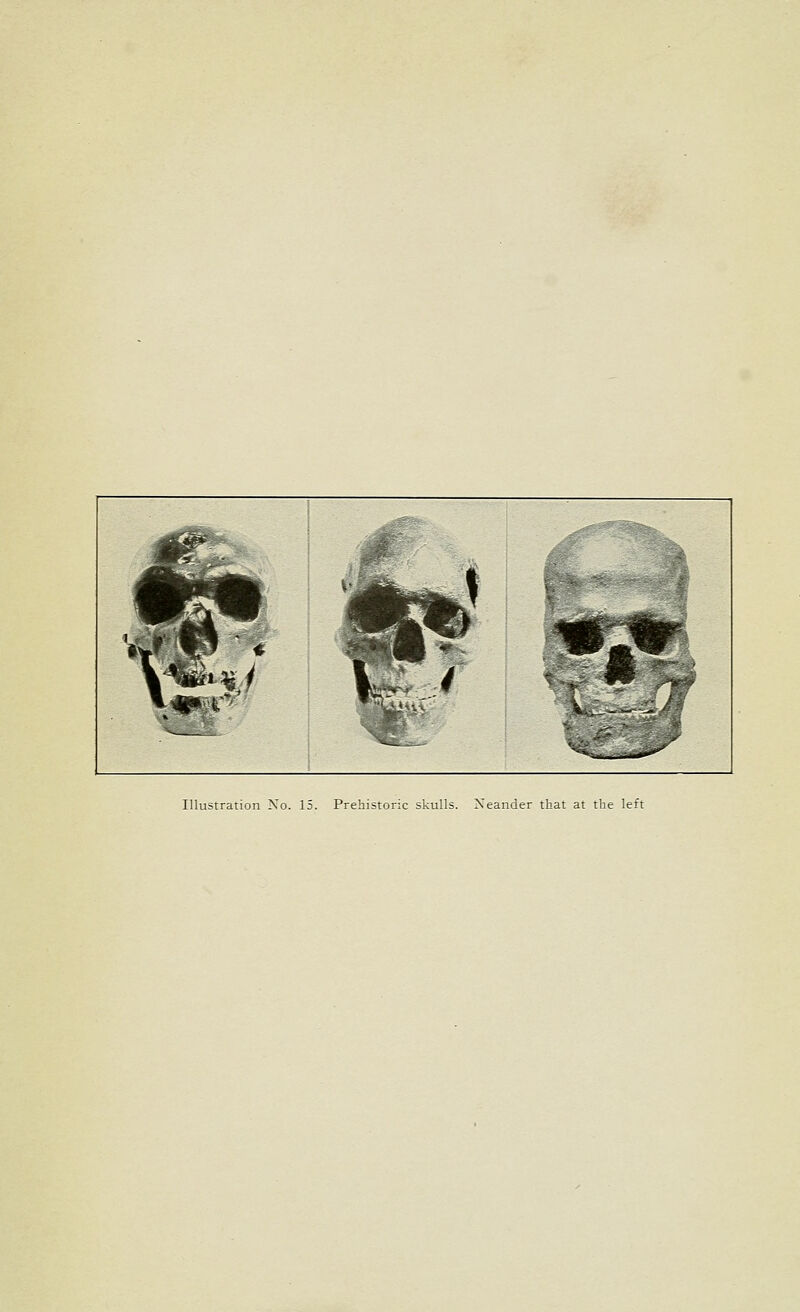 Illustration No. 13. Prehistoric skulls. Xeander that at the left