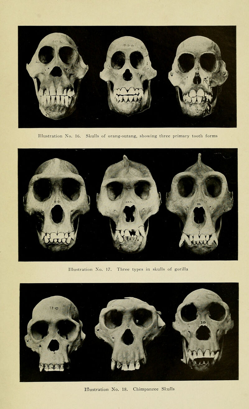 Illustration No. 16. Skulls of orang-outang, showing three primary tooth forms Illustration No. 17. Three types in skulls of gorilla Illustration No. 18. Chimpanzee Skulls