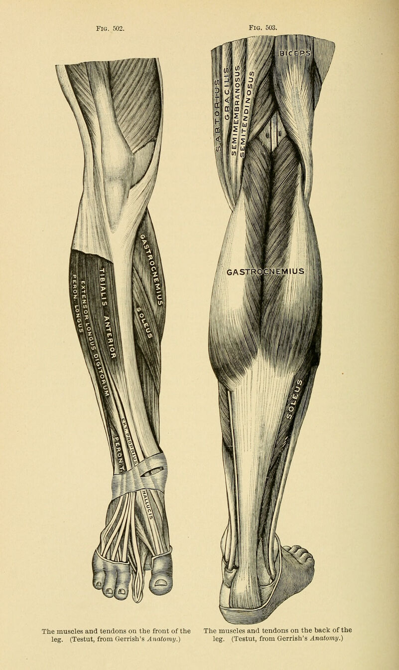 Fig. 502. Fig. 503. -i°f wi c/J m \\1 GASTRQLCNCMIUS If 4 The muscles and tendons on the front of the The muscles and tendons on the back of the leg. (Testut, from Gerrish's Anatomy.) leg. (Testut, from Gerrish's Anatomy.)