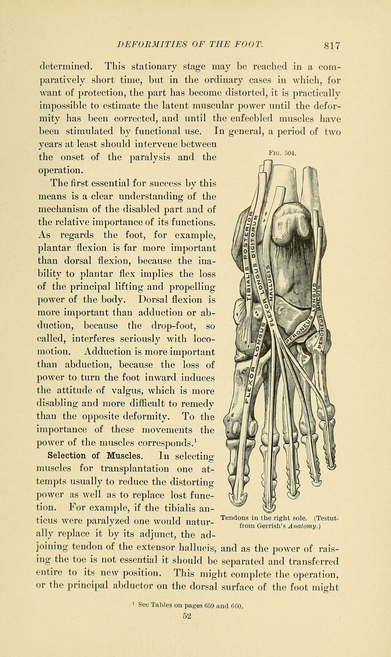 Fig. 504. determined. This stationary stage may be reached in a com- paratively short time, but in the ordinary cases in which, for want of protection, the part has become distorted, it is practically impossible to estimate the latent muscular power until the defor- mity has been corrected, and until the enfeebled muscles have been stimulated by functional use. In general, a period of two years at least should intervene between the onset of the paralysis and the operation. The first essential for success by this means is a clear understanding of the mechanism of the disabled part and of the relative importance of its functions. As regards the foot, for example, plantar flexion is far more important than dorsal flexion, because the ina- bility to plantar flex implies the loss of the principal lifting and propelling power of the body. Dorsal flexion is more important than adduction or ab- duction, because the drop-foot, so called, interferes seriously with loco- motion. Adduction is more important than abduction, because the loss of power to turn the foot inward induces the attitude of valgus, which is more disabling and more difficult to remedy than the opposite deformity. To the importance of these movements the power of the muscles corresponds.^ Selection of Muscles. In selecting muscles for transplantation one at- tempts usually to reduce the distorting power as well as to replace lost func- tion. For example, if the tibialis an- ticus were paralyzed one would natur- '^^''^T i^^^^^^s'^V'^l^ ^?'*^' ^ ^ •> j->«uLtx from Gernsh's ^wato??!2/.) ally replace It by its adjunct, the ad- joining tendon of the extensor hallucis, and as the power of rais- ing the toe is not essential it should be separated and transferred entire to its new position. This might complete the operation, or the principal abductor on the dorsal surface of the foot might 1 See Tables on pages 669 and GOO. 62