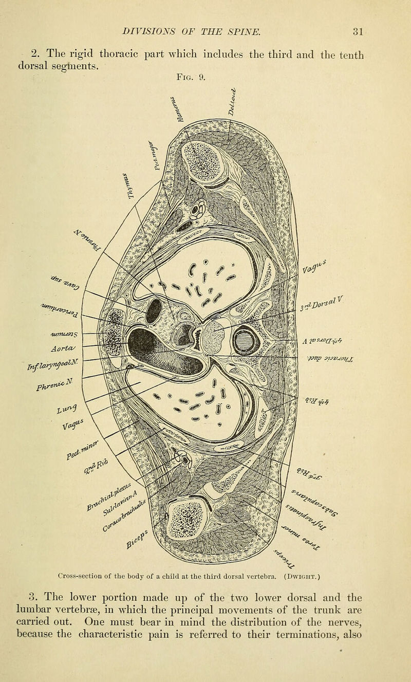 2. The rigid thoracic part which includes the third and the tenth dorsal seghients. Fig. 9. ^■V> Cross-section of the body of a child at the third dorsal vertebra. (Dwight.) 3. The lower portion made up of the two lower dorsal and the lumbar vertebrae, in which the principal movements of the trunk are carried out. One must bear in mind the distribution of the nerves, because the characteristic pain is referred to their terminations, also