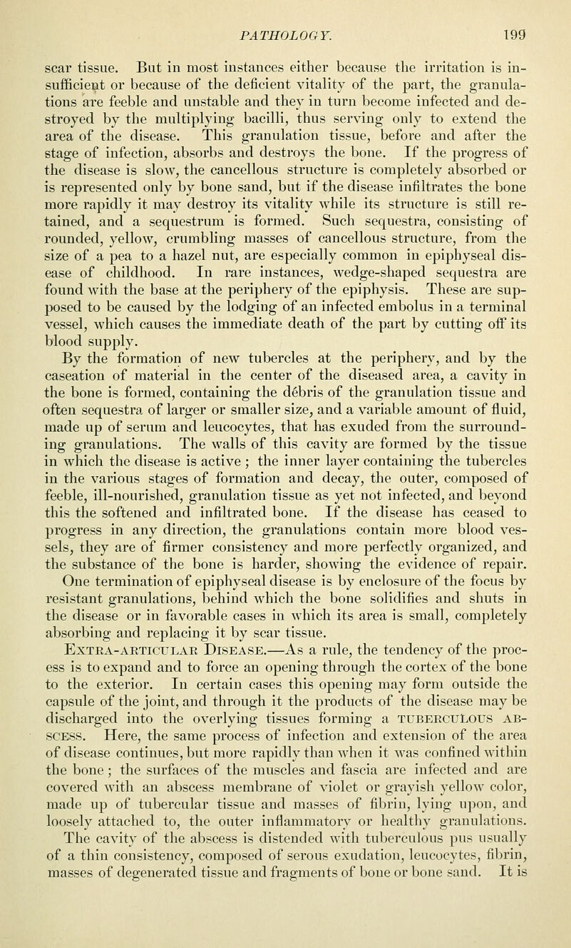 scar tissue. But in most instances either because the irritation is in- sufficient or because of the deficient vitality of the part, the granula- tions are feeble and unstable and they in turn become infected and de- stroyed by the multiplying bacilli, thus serving only to extend the area of the disease. This granulation tissue, before and after the stage of infection, absorbs and destroys the bone. If the progress of the disease is slow, the cancellous structure is completely absorbed or is represented only by bone sand, but if the disease infiltrates the bone more rapidly it may destroy its vitality while its structure is still re- tained, and a sequestrum is formed. Such sequestra, consisting of rounded, yellow, crumbling masses of cancellous structure, from the size of a pea to a hazel nut, are especially common in epiphyseal dis- ease of childhood. In rare instances, wedge-shaped sequestra are found with the base at the periphery of the epiphysis. These are sup- posed to be caused by the lodging of an infected embolus in a terminal vessel, which causes the immediate death of the part by cutting off its blood supply. By the formation of new tubercles at the periphery, and by the caseation of material in the center of the diseased area, a cavity in the bone is formed, containing the debris of the granulation tissue and often sequestra of larger or smaller size, and a variable amount of fluid, made up of serum and leucocytes, that has exuded from the surround- ing granulations. The walls of this cavity are formed by the tissue in which the disease is active ; the inner layer containing the tubercles in the various stages of formation and decay, the outer, composed of feeble, ill-nourished, granulation tissue as yet not infected, and beyond this the softened and infiltrated bone. If the disease has ceased to progress in any direction, the granulations contain more blood ves- sels, they are of firmer consistency and more perfectly organized, and the substance of the bone is harder, showing the evidence of repair. One termination of epiphyseal disease is by enclosure of the focus by resistant granulations, behind which the bone solidifies and shuts in the disease or in favorable cases in which its area is small, completely absorbing and replacing it by scar tissue. Extra-ARTICULAR Disease.—As a rule, the tendency of the proc- ess is to expand and to force an opening through the cortex of the bone to the exterior. In certain cases this opening may form outside the capsule of the joint, and through it the products of the disease may be discharged into the overlying tissues forming a tuberculous ab- scess. Here, the same process of infection and extension of the area of disease continues, but more rapidly than when it was confined within the bone; the surfaces of the muscles and fascia are infected and are covered with an abscess membrane of violet or grayish yellow color, made up of tubercular tissue and masses of fibrin, lying upon, and loosely attached to, the outer inflammatory or healthy granulations. The cavity of the abscess is distended with tuberculous pus usually of a thin consistency, composed of serous exudation, leucocytes, fibrin, masses of degenerated tissue and fragments of bone or bone sand. It is