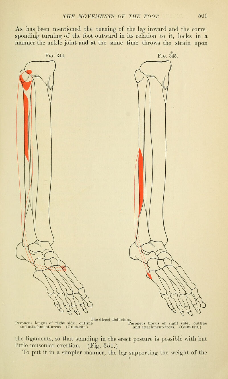 As has been mentioned the turning of the leg inward and the corre- sponding turning of the foot outward in its relation to it, locks in a manner the ankle joint and at the same time throws the strain upon Fig. 344. Fig. 345. Peroneus longus of right side: outline and attachment-areas. (Gereish.) The direct abductors. Peroneus brevis of right side: outline and attachment-areas. (Gekkish. ) the ligaments, so that standing in the erect posture is possible with but little muscular exertion. (Fig. 351.) To put it in a simpler manner, the leg supporting the weight of the