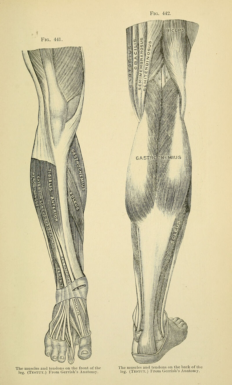 Fig. 441. The muscles and tendons on the front of the leg. (Testut. ) From Gerrish's Anatomy. The muscles and tendons on the back of tlie leg. (Testut.) From Gerrish's Anatomy.