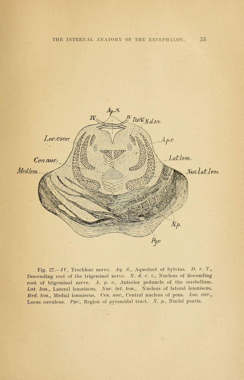 D.i:-W])fdny. L-oc.coer: Cen nuc^ Me diem.-^ Fig. 27.—lY, Trochlear nerve. Aq. S., Aqueduct of Sylvius. D. r. V., Descending root of the trigeminal nerve. N. d. r. v., Nucleus of descending root of trigeminal nerve. A. p. c, Anterior peduncle of the cerebellum. Lat. lem., Lateral lemniscus. Nuc. hit. lem., Nucleus of lateral lemniscus. Med. lem., Medial lemniscus. Cen. nvc, Central nucleus of pons. Loc. ccer., Locus coeruleus. Pyr., Eegion of pyramidal tract. N. i)., Nuclei pontis.