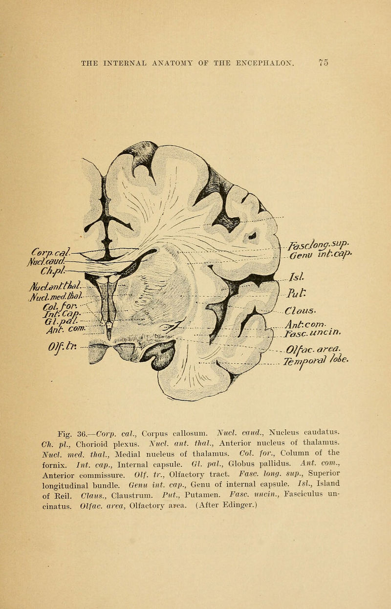 Corp. cal f^uclcdud- Chfh /\fuchnl:thi J^uclmedHidl Colfon Jnt.CaP- Gl.p&I- Ant. ^ Genu int.Cctp' Antr.com- rasc.uncin. Olf-ac &rea. Fig. 36.—Corp. cal., Corpus callosum. Nticl. caiul., Nucleus caudatus. Ch. pi, Chorioid plexus. NticJ. ant. thai., Anterior nucleus of thalamus. Nucl. med. thai, Medial nucleus of thalamus. Col for., Column of the fornix. Int. cap., Internal capsule. Gl jxil, Globus pallidus. A7it. com., Anterior commissure. Olf. tr., Olfactory tract. Fasc. long, sup., Superior longitudinal bundle. Genu int. cap., Genu of internal capsule. Isl, Island of Eeil. Clam., Claustrum. Pvt., Putamen. Fasc. ttncin., Fasciculus un- cinatus. Olfac. area. Olfactory ai=ea. (After Edinger.)