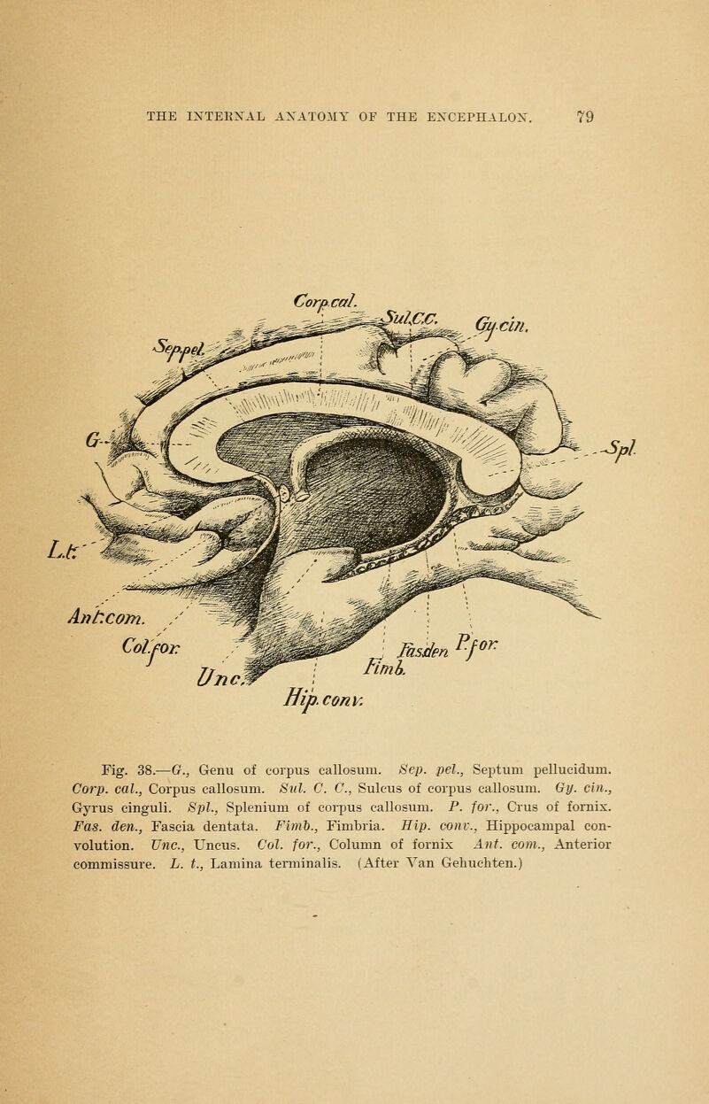 CorpcaL i^^<^E_. GMChl. Spl Ant. com. , Col.For: conv. Fig. 38.—G., Genu of corpus callosum. Eep. pel., Septum pellucidum. Corp. cal., Corpus callosum. Snl. C. C, Sulcus of corpus callosum. Gy. cin., Gyrus cinguli. Spl., Splenium of corpus callosum. P. for., Crus of fornix. Fas. den., Fascia dentata. Fiml)., Fimbria. Hip. conv., Hippocampal con- volution. Unc, Uncus. Col. for., Column of fornix Ant. com.. Anterior commissure. L. t., Lamina terminalis. (After Van Gehuchten.)