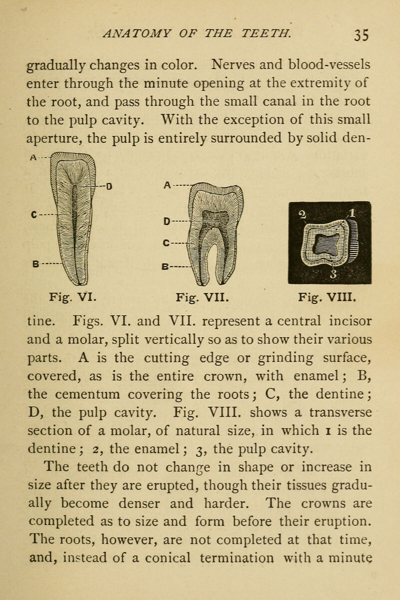 gradually changes in color. Nerves and blood-vessels enter through the minute opening at the extremity of the root, and pass through the small canal in the root to the pulp cavity. With the exception of this small aperture, the pulp is entirely surrounded by solid den- Fig. VI. Fig. VII. Fig. VIII. tine. Figs. VI. and VII. represent a central incisor and a molar, split vertically so as to show their various parts. A is the cutting edge or grinding surface, covered, as is the entire crown, with enamel; B, the cementum covering the roots; C, the dentine; D, the pulp cavity. Fig. VIII. shows a transverse section of a molar, of natural size, in which i is the dentine ; 2, the enamel; 3, the pulp cavity. The teeth do not change in shape or increase in size after they are erupted, though their tissues gradu- ally become denser and harder. The crowns are completed as to size and form before their eruption. The roots, however, are not completed at that time, and, instead of a conical termination with a minute