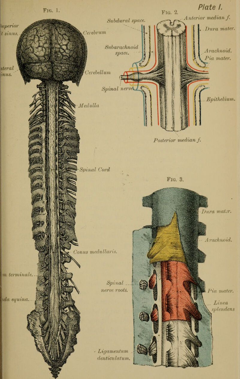 Fir,. I ki/perior I gin us. iteral * inus. Subdural space Plate I. A interior median f. j 'erebrum Subarachnoid space ^Cerebellum Spinal nerv Medulla . Dura mater. irachno'ld. Pia mater. Spinal Cord m terminale. tda equina. M Conns medullaris. Spinal __ j nerve roots. \ Ligamentum dentieulatum.. i Epithelium. Posterior median f. Fig. 3. ira mater. achnoid. Via mater. Linea plendens