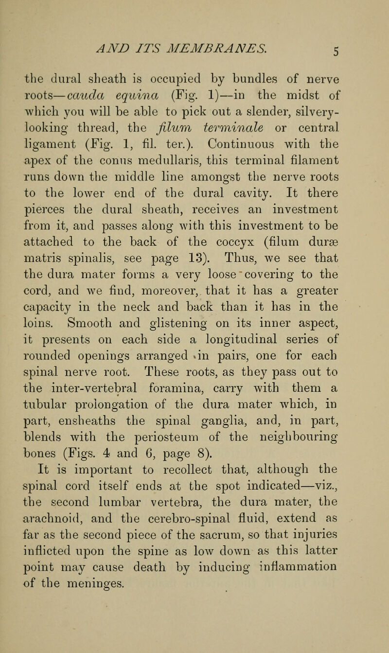 the dural sheath is occupied by bundles of nerve roots—cauda equina (Fig. 1)—in the midst of which you will be able to pick out a slender, silvery- looking thread, the filura terminate or central ligament (Fig. 1, fil. ter.). Continuous with the apex of the conus medullaris, this terminal filament runs down the middle line amonsrst the nerve roots to the lower end of the dural cavity. It there pierces the dural sheath, receives an investment from it, and passes along with this investment to be attached to the back of the coccyx (filum dura? matris spinalis, see page 13). Thus, we see that the dura mater forms a very loose covering to the cord, and we find, moreover, that it has a greater capacity in the neck and back than it has in the loins. Smooth and glistening on its inner aspect, it presents on each side a longitudinal series of rounded openings arranged an pairs, one for each spinal nerve root. These roots, as they pass out to the inter-vertebral foramina, carry with them a tubular prolongation of the dura mater which, in part, ensheaths the spinal ganglia, and, in part, blends with the periosteum of the neighbouring bones (Figs. 4 and 6, page 8). It is important to recollect that, although the spinal cord itself ends at the spot indicated—viz., the second lumbar vertebra, the dura mater, the arachnoid, and the cerebro-spinal fluid, extend as far as the second piece of the sacrum, so that injuries inflicted upon the spine as low down as this latter point may cause death by inducing inflammation of the meninges.