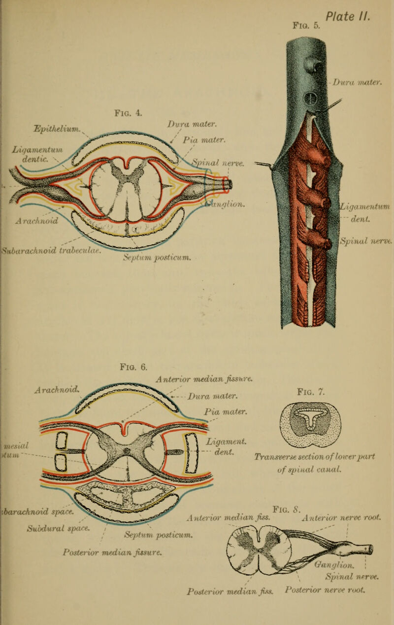 Epithelium iganientu racknoid train ■ Dura mater. Pia mater. nal nerve. nation. Fig. 5. Plate II. I) lira gamentwtn dent nerve. Fig. 6. Arachnoid. interior median fissure. Dura mater. Pia mater. Ligament. • dent. Fig. 7. ibarachnoid space. Subdural space. Transverse section of lower part of spinal canal. Fig. 8. Interior median fiss. Anterior nerve root. Septum posticum. Posterior median fissure. rang/ion. ; Spina! nerve. Posterior median fins. Posterior nerve root.