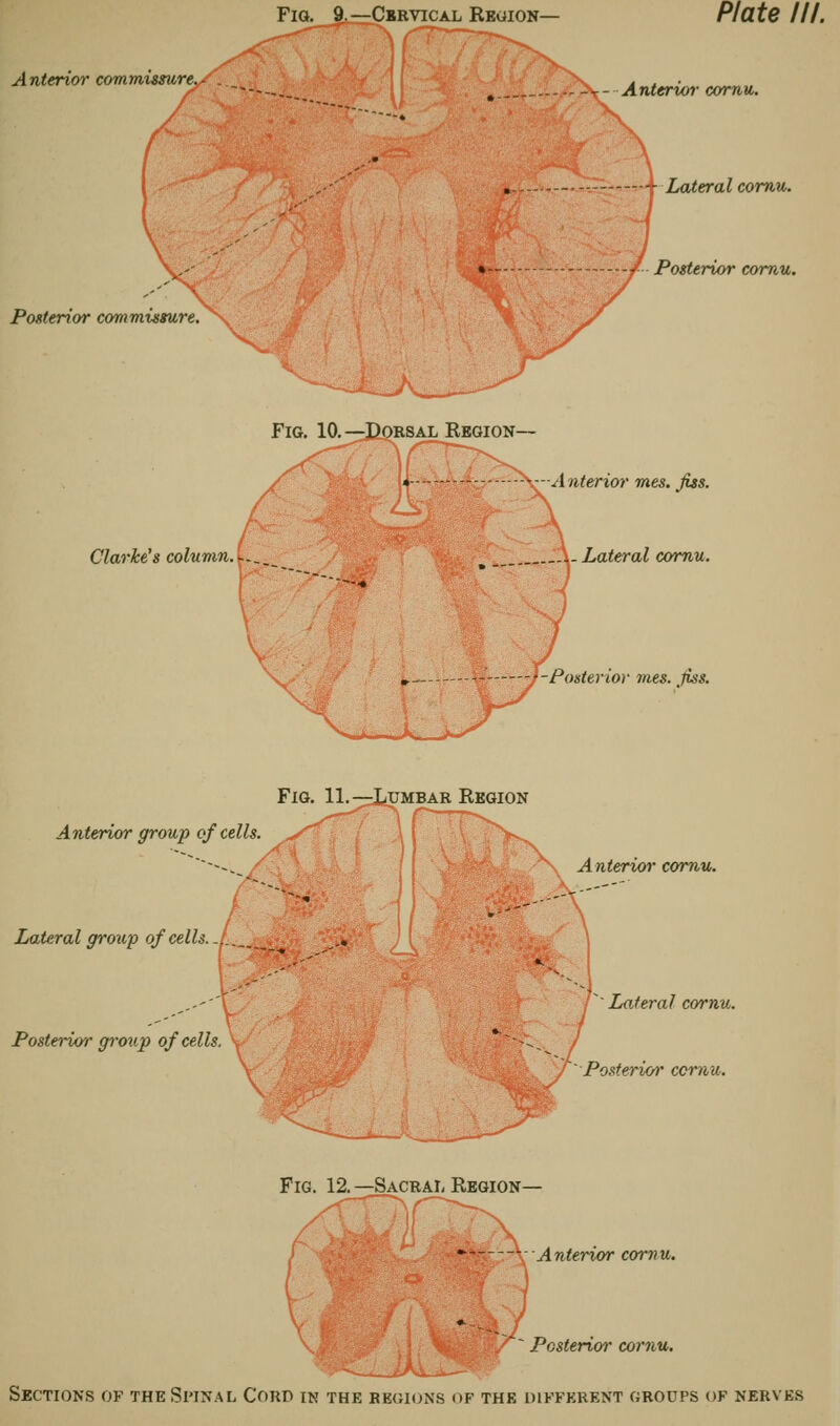 Fig. 9 —Cervical Region— Anterior commissure Posterior commissure. Plate III. Anterior cornu. Lateral cornu. Posterior cornu. Clarke's column. (.-_ A nterior mes. fiss. I- Lateral cornu. V f-Posteriov mes. fiss. Anterior group of cells. Anterior cornu. Lateral group of cells. .1^ Posterior group of cells. \ Lateral cornu. 'Posterior ccmu. Fig. 12.—Sacral Region— 'Anterior cornu. Posterior cornu. Sections of the Spinal Cord in the regions of the different groups of nerves