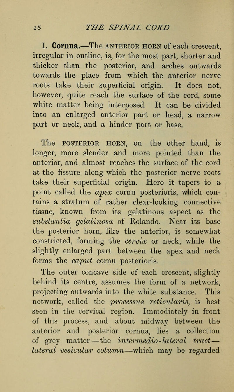 1. Cornua.—The anterior horn of each crescent, irregular in outline, is, for the most part, shorter and thicker than the posterior, and arches outwards towards the place from which the anterior nerve roots take their superficial origin. It does not, however, quite reach the surface of the cord, some white matter being interposed. It can be divided into an enlarged anterior part or head, a narrow part or neck, and a hinder part or base. The posterior HORN, on the other hand, is longer, more slender and more pointed than the anterior, and almost reaches the surface of the cord at the fissure along which the posterior nerve roots take their superficial origin. Here it tapers to a point called the apex cornu posterioris, which con- tains a stratum of rather clear-looking connective tissue, known from its gelatinous aspect as the substantia gelatinosa of Rolando. Near its base the posterior horn, like the anterior, is somewhat constricted, forming the cervix or neck, while the slightly enlarged part between the apex and neck forms the caput cornu posterioris. The outer concave side of each crescent, slightly behind its centre, assumes the form of a network, projecting outwards into the white substance. This network, called the processus reticularis, is best seen in the cervical region. Immediately in front of this process, and about midway between the anterior and posterior cornua, lies a collection of grey matter—the inter medio-lateral tract — lateral vesicular column—which may be regarded