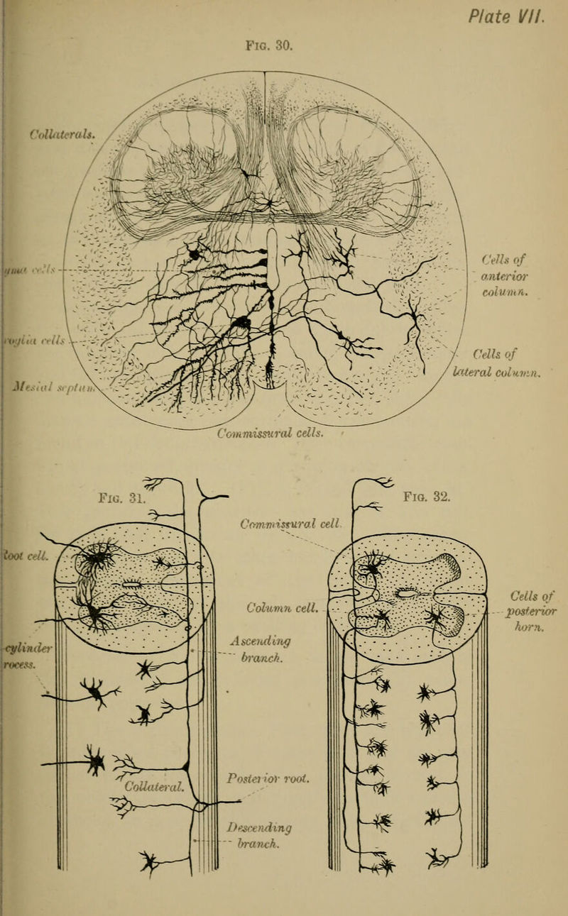 Fig. 30. Plate VII. Collaterals. J/t.-.c/ .*piiia. Cells of anterior column. Cells of lateral column. Commissural cells. toot cell. cylindd rocess. Fig. 32. ommistural cell Column cell. Iscending branch. Porta >or root. Descending ' branch. Cells of posterior horn.