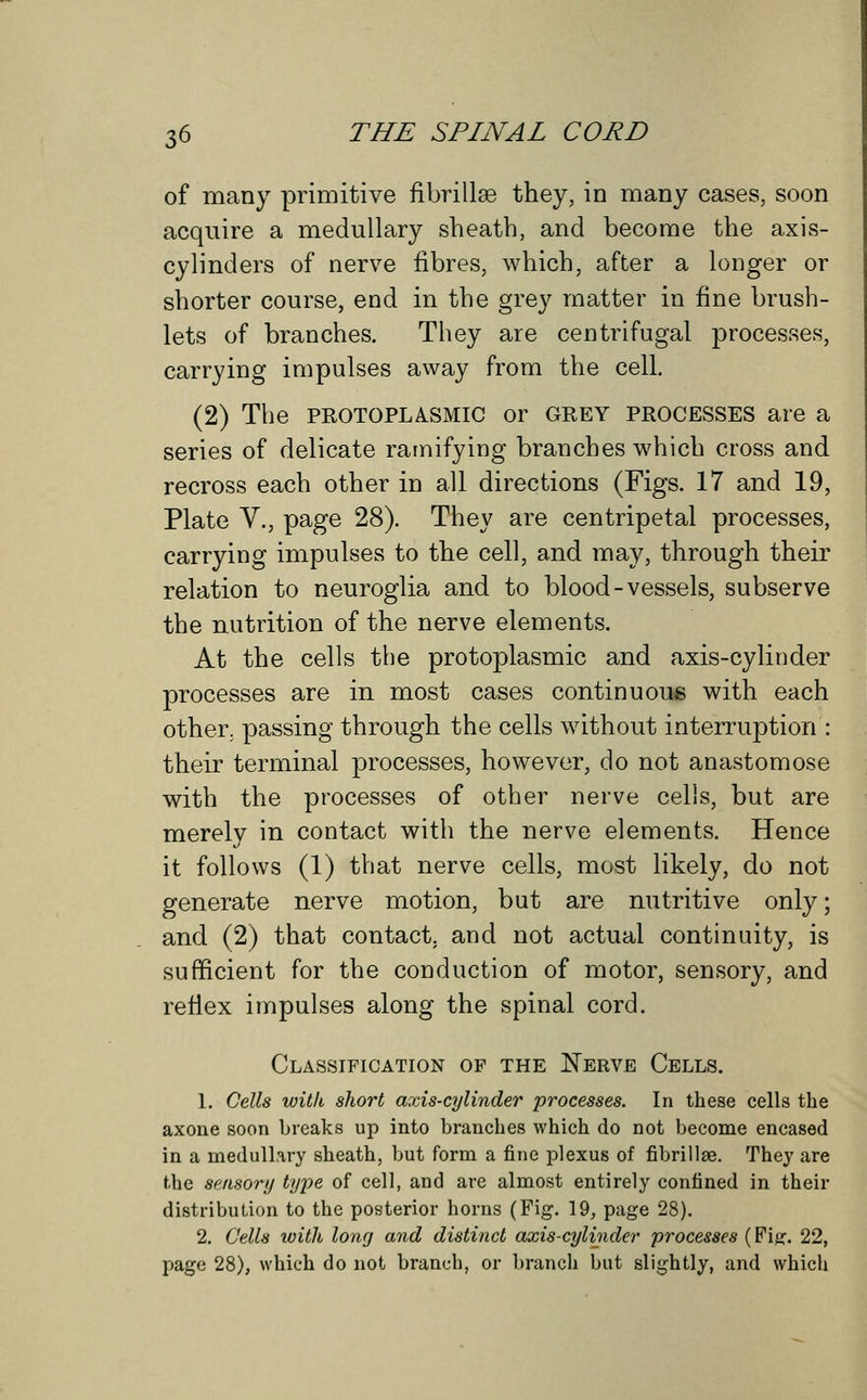 of many primitive fibrillse they, in many cases, soon acquire a medullary sheath, and become the axis- cylinders of nerve fibres, which, after a longer or shorter course, end in the grey matter in fine brush- lets of branches. They are centrifugal processes, carrying impulses away from the cell. (2) The protoplasmic or grey processes are a series of delicate ramifying branches which cross and recross each other in all directions (Figs. 17 and 19, Plate V., page 28). They are centripetal processes, carrying impulses to the cell, and may, through their relation to neuroglia and to blood-vessels, subserve the nutrition of the nerve elements. At the cells the protoplasmic and axis-cylinder processes are in most cases continuous with each other; passing through the cells without interruption : their terminal processes, however, do not anastomose with the processes of other nerve cells, but are merely in contact with the nerve elements. Hence it follows (1) that nerve cells, most likely, do not generate nerve motion, but are nutritive only; and (2) that contact, and not actual continuity, is sufficient for the conduction of motor, sensory, and reflex impulses along the spinal cord. Classification of the Nerve Cells. 1. Cells with short axis-cylinder processes. In these cells the axone soon breaks up into branches which do not become encased in a medullary sheath, but form a fine plexus of fibrillse. They are the sensory type of cell, and are almost entirely confined in their distribution to the posterior horns (Fig. 19, page 28). 2. Cells with long and distinct axis-cylinder processes (Fijr. 22, page 28), which do not branch, or branch but slightly, and which