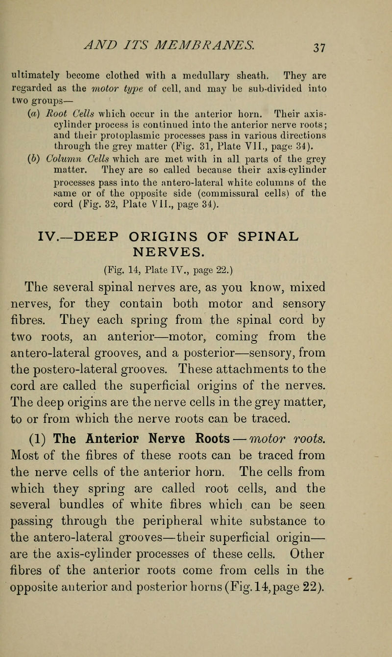 ultimately become clothed with a medullary sheath. They are regarded as the motor type of cell, and may be sub-divided into two groups— (a) Root Cells which occur in the anterior horn. Their axis- cylinder process is continued into the anterior nerve roots; and their protoplasmic processes pass in various directions through the grey matter (Fig. 31, Plate VII., page 34). (6) Column Cells which are met with in all parts of the grey matter. They are so called because their axis-cylinder processes pass into the antero-lateral white columns of the same or of the opposite side (commissural cells) of the cord (Fig. 32, Plate VII., page 34). IV.—DEEP ORIGINS OF SPINAL NERVES. (Fig. 14, Plate IV., page 22.) The several spinal nerves are, as you know, mixed nerves, for they contain both motor and sensory fibres. They each spring from the spinal cord by two roots, an anterior—motor, coming from the antero-lateral grooves, and a posterior—sensory, from the postero-lateral grooves. These attachments to the cord are called the superficial origins of the nerves. The deep origins are the nerve cells in the grey matter, to or from which the nerve roots can be traced. (1) The Anterior Nerye Roots — motor roots. Most of the fibres of these roots can be traced from the nerve cells of the anterior horn. The cells from which they spring are called root cells, and the several bundles of white fibres which can be seen passing through the peripheral white substance to the antero-lateral grooves—their superficial origin— are the axis-cylinder processes of these cells. Other fibres of the anterior roots come from cells in the opposite anterior and posterior horns (Fig. 14,page 22).