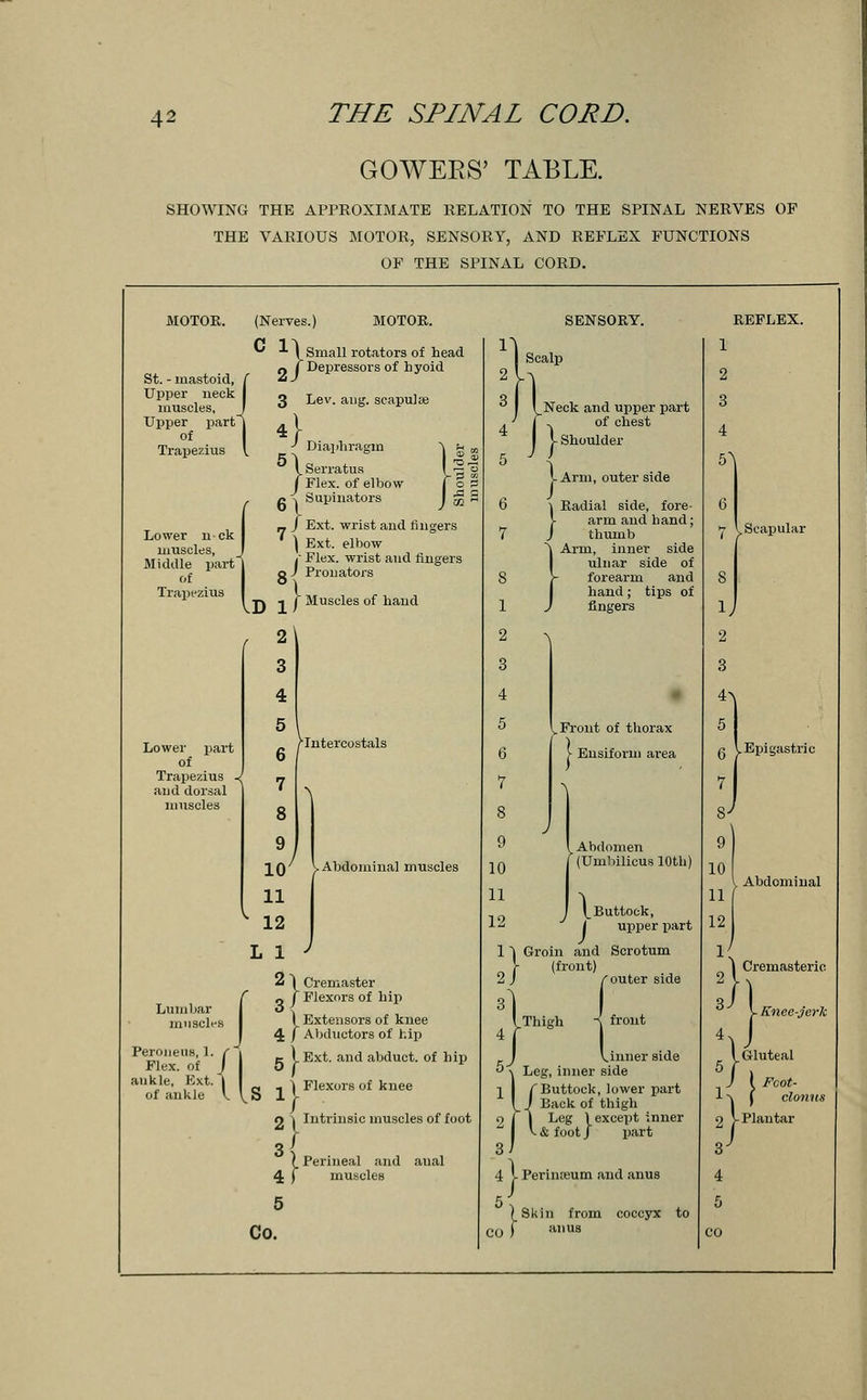 GOWEES' TABLE. SHOWING THE APPROXIMATE RELATION TO THE SPINAL NERVES OF THE VARIOUS MOTOR, SENSORY, AND REFLEX FUNCTIONS OF THE SPINAL CORD. MOTOR. (Nerves. MOTOR. SENSORY. Lower 11-ck muscles, Middle part of Trapezius Lower part of Trapezius J and dorsal muscles Lumbar muscles Peroneus, I. r Flex, of J ankle, Ext. | of aukle V. J •*■ \ Small rotators of head n i Depressors of liyoid 3 Lev. ang. scapulae J Diaphragm ~\ fcj ISerratus I ~' /Flex, of elbow j o n ~{ Supinators I ^ _ / Ext. wrist and fingers ) Ext. elbow / Flex, wrist and fingers o J Prouators I -j -j f Muscles of hand 2\ 3 4 5 6 7 8 9 10' 11 12 , 1 J 2 ^ Cremaster o f Flexors of hip I Extensors of knee 4 f Abductors of hip k I Ext. and abduct, of hip Scalp Intercostals .Abdominal muscles S 1 ) Flexors of knee Intrinsic muscles of foot Perineal and muscles Co. 1} Neck and upper part of chest j- Shoulder -Arm, outer side Radial side, fore- arm and hand; thumb Arm, inner side ulnar side of forearm and hand ; tips of fingers Front of thorax > Ensiform area Abdomen (Umbilicus 10th) |_ Buttock, | upper part Groin and Scrotum (front) C outer side a front V. inner 3 \ Thigh [ J pinner side  \ Leg, inner side 1 I C Buttock, lower part I J Back of thigh 2 T | Leg ) except inner I v & foot j i^art 4 V Perinseum and anus 5, (Skin from coccyx to 30 f :U1US REFLEX. *j y Scapular 8 1; 2 3 4 5 a \.Epigastric 7 Abdominal / 1 Cremasteric Knee-jerk I ure I Gluteal J \ Fcot- ±\ J clonus 2 V Plantar